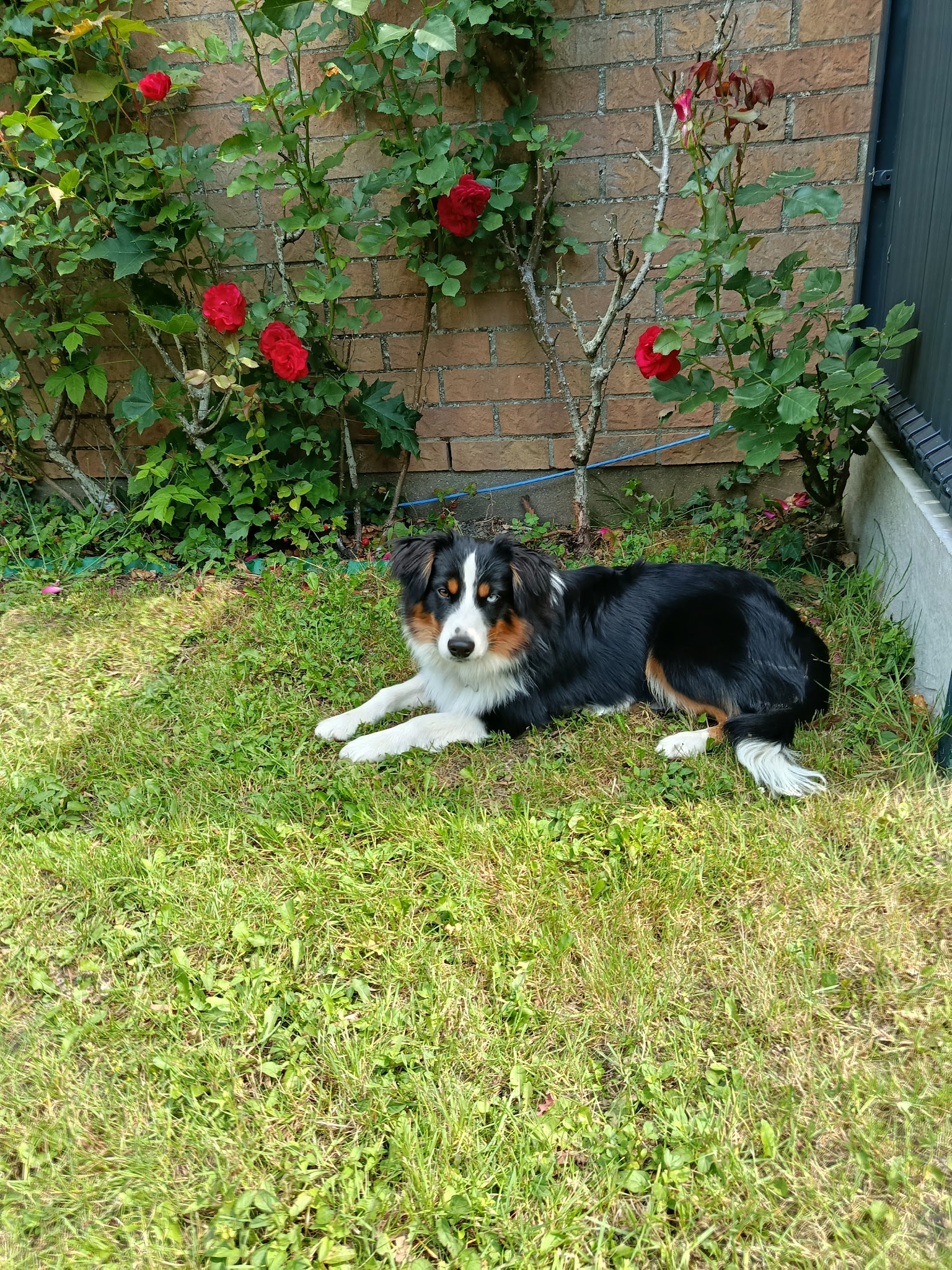 Nord-Dog — photo