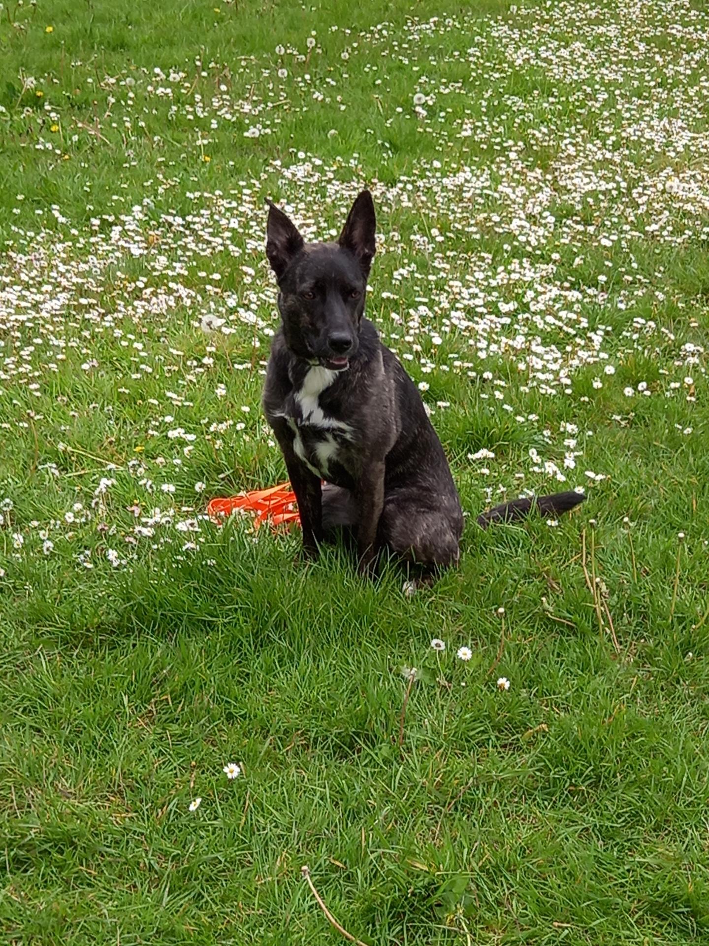 Nord-Dog — photo