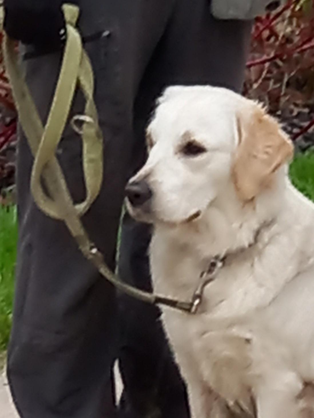 Nord-Dog — photo