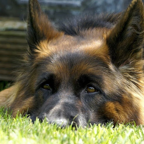 positivedog éducateur canin comportementaliste 66