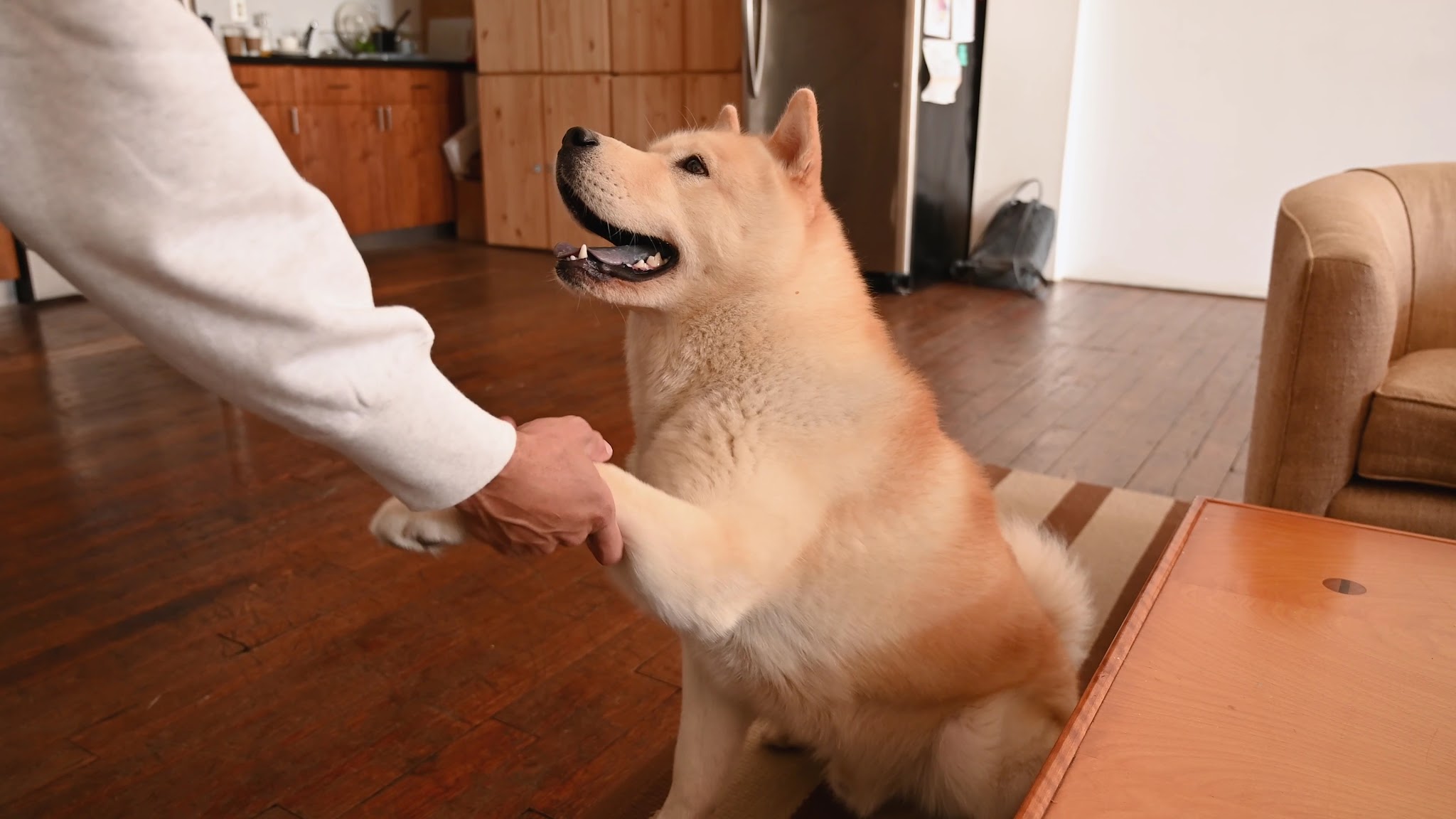 positivedog éducateur canin comportementaliste 66 — photo