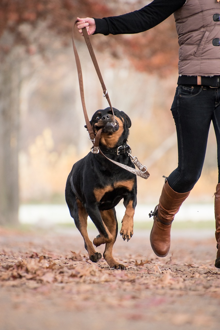 positivedog éducateur canin comportementaliste 66 — photo