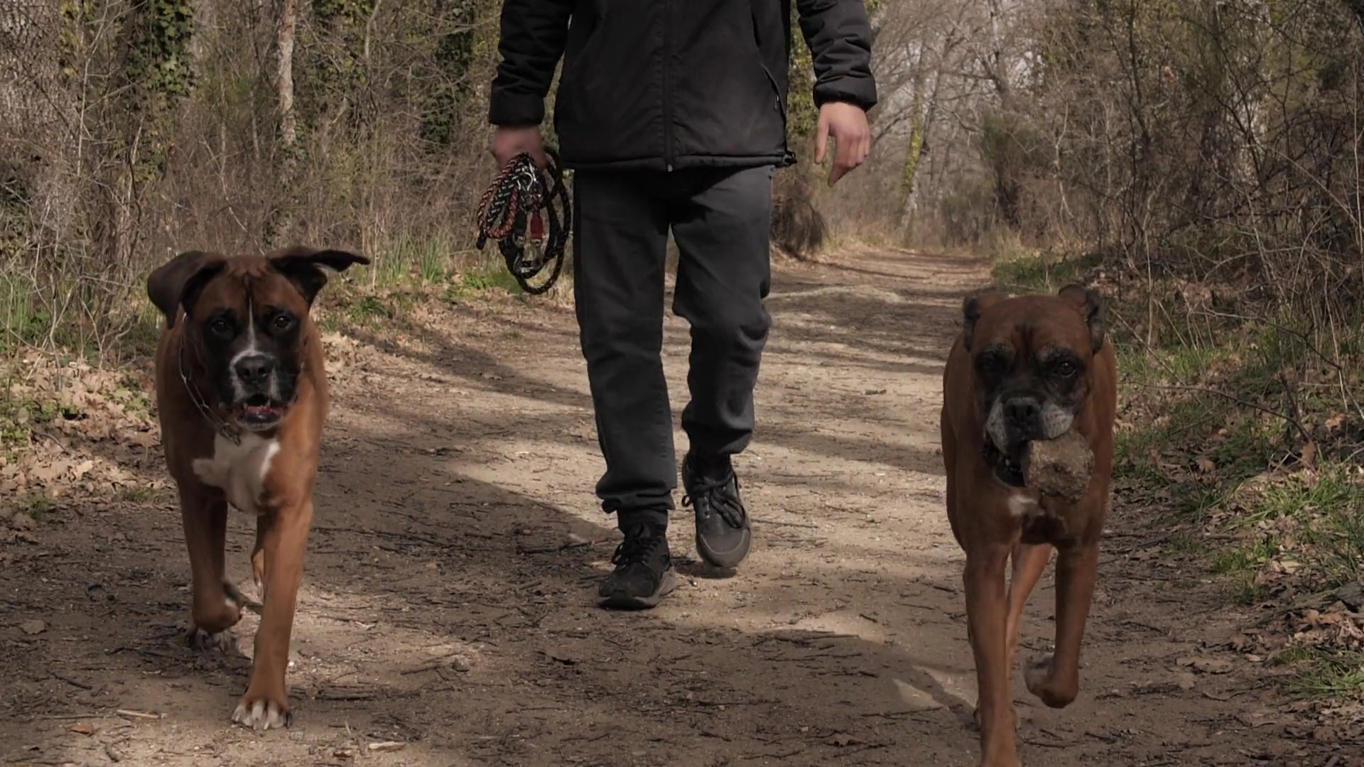 positivedog éducateur canin comportementaliste 66 — photo