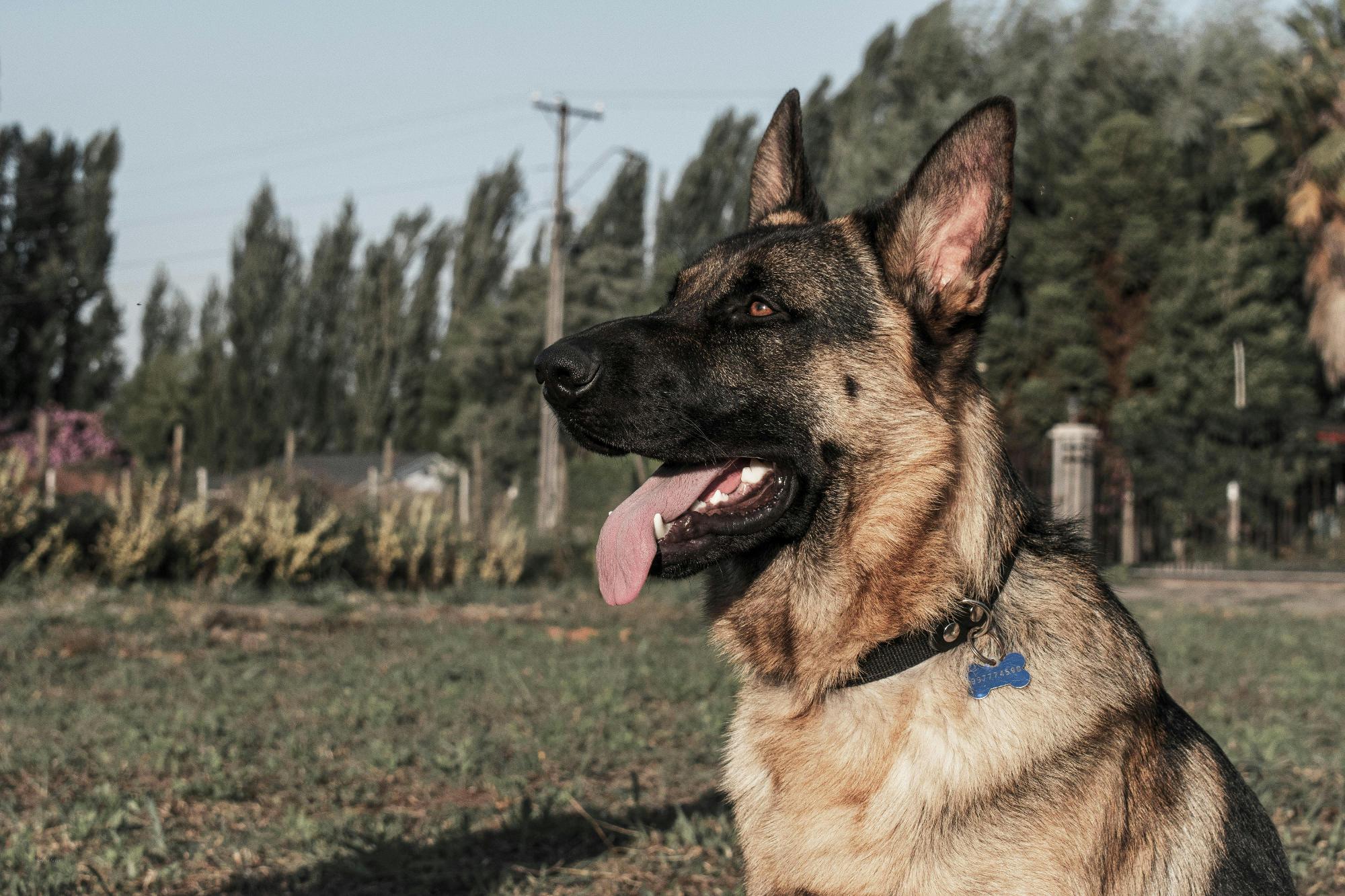 positivedog éducateur canin comportementaliste 66 — photo