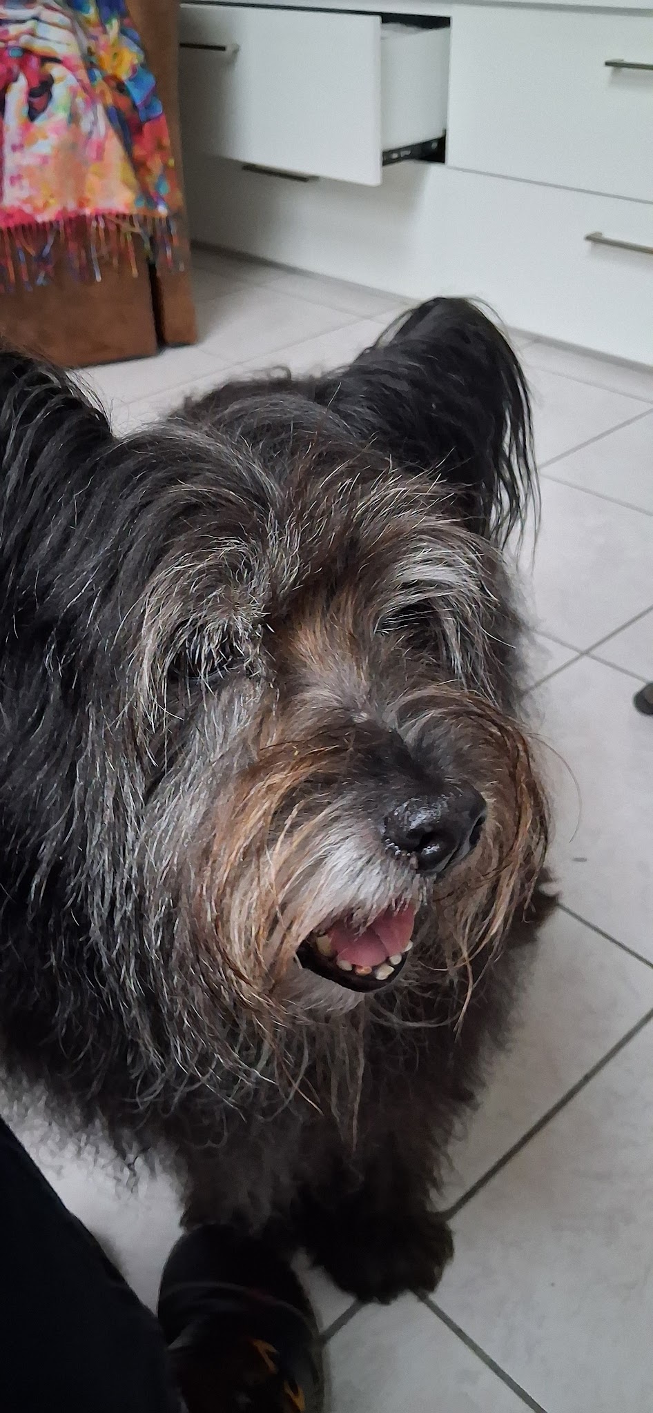 Ferme Canine de La Patgwenn — photo