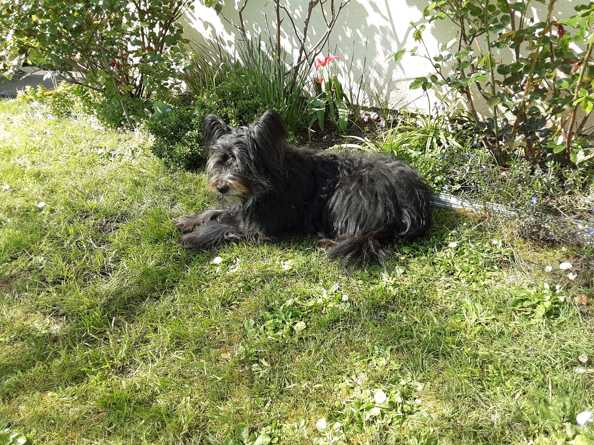 Ferme Canine de La Patgwenn — photo