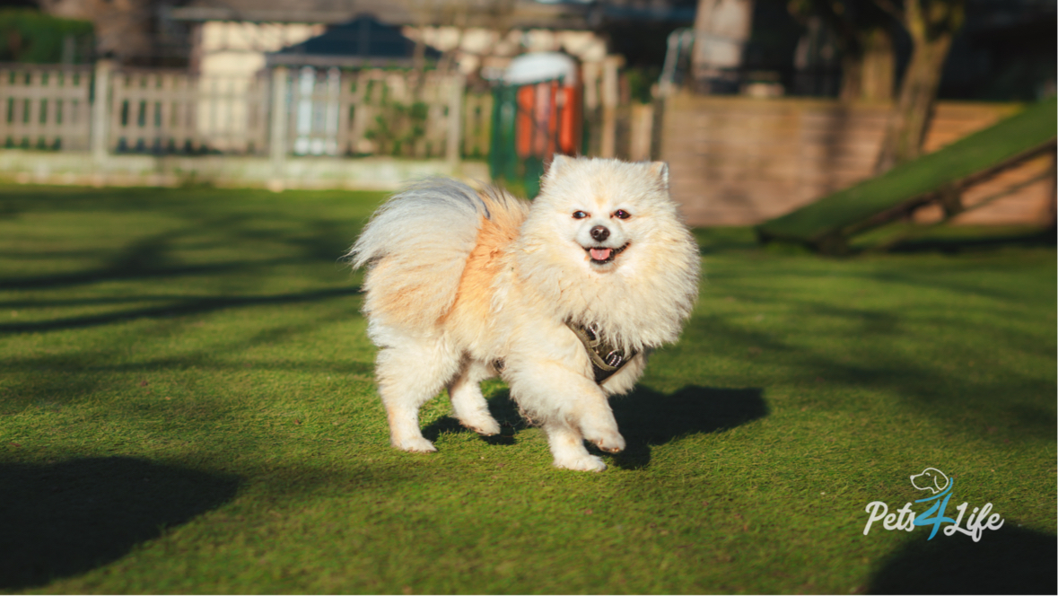 Pets4Life