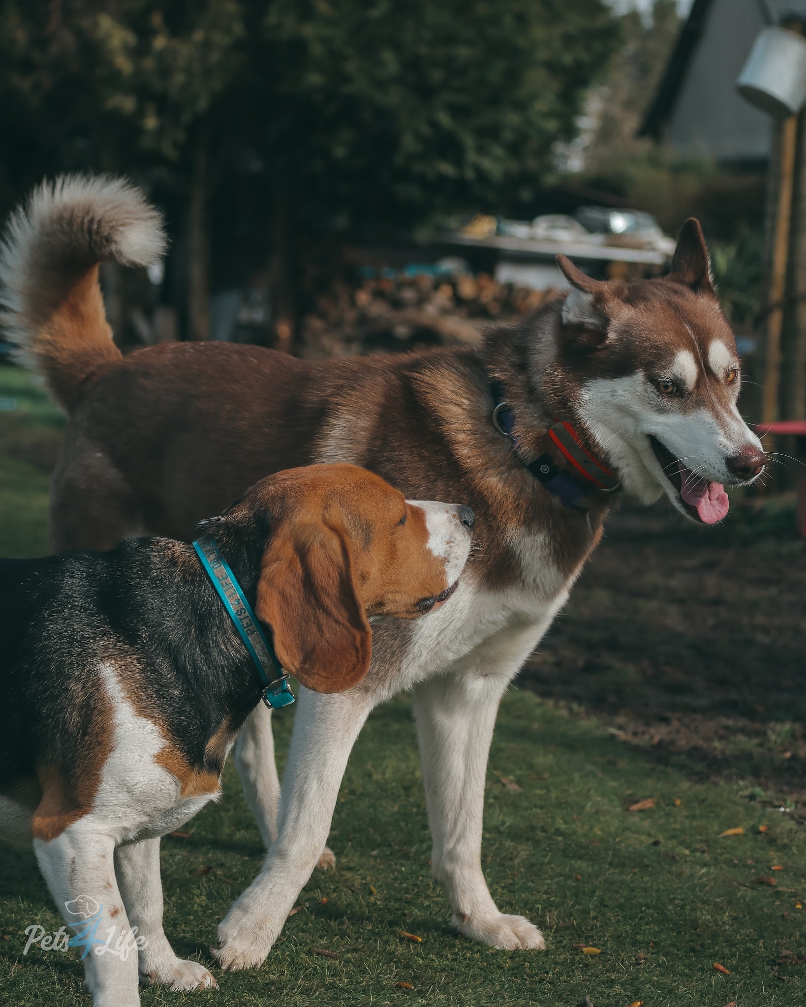 Pets4Life — photo