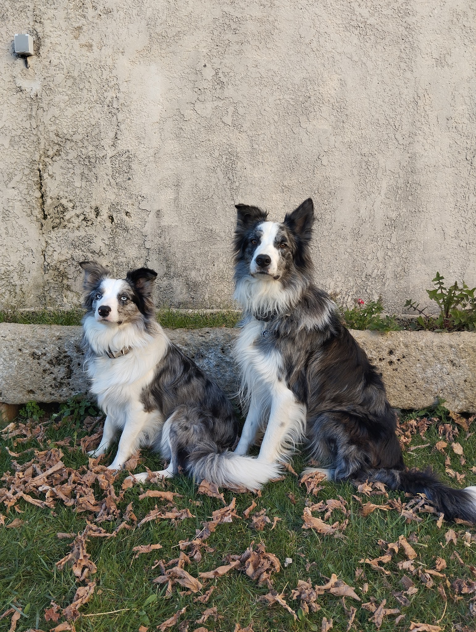Les coussinets en éventail — photo