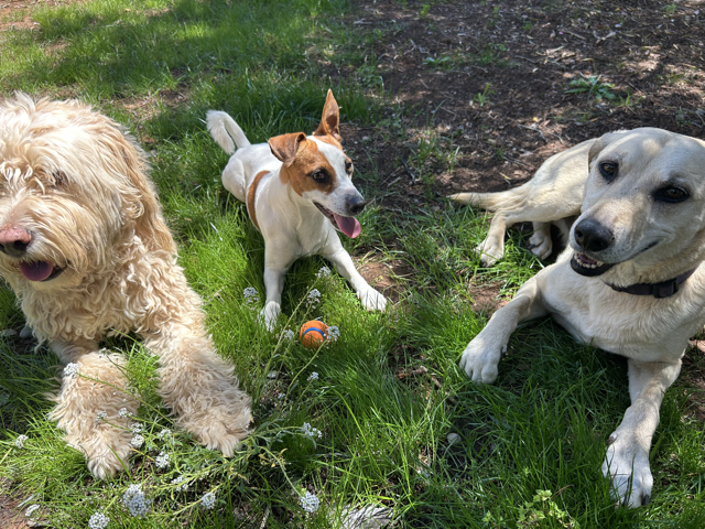 wiidog — photo