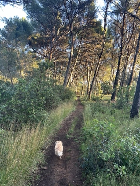 wiidog — photo