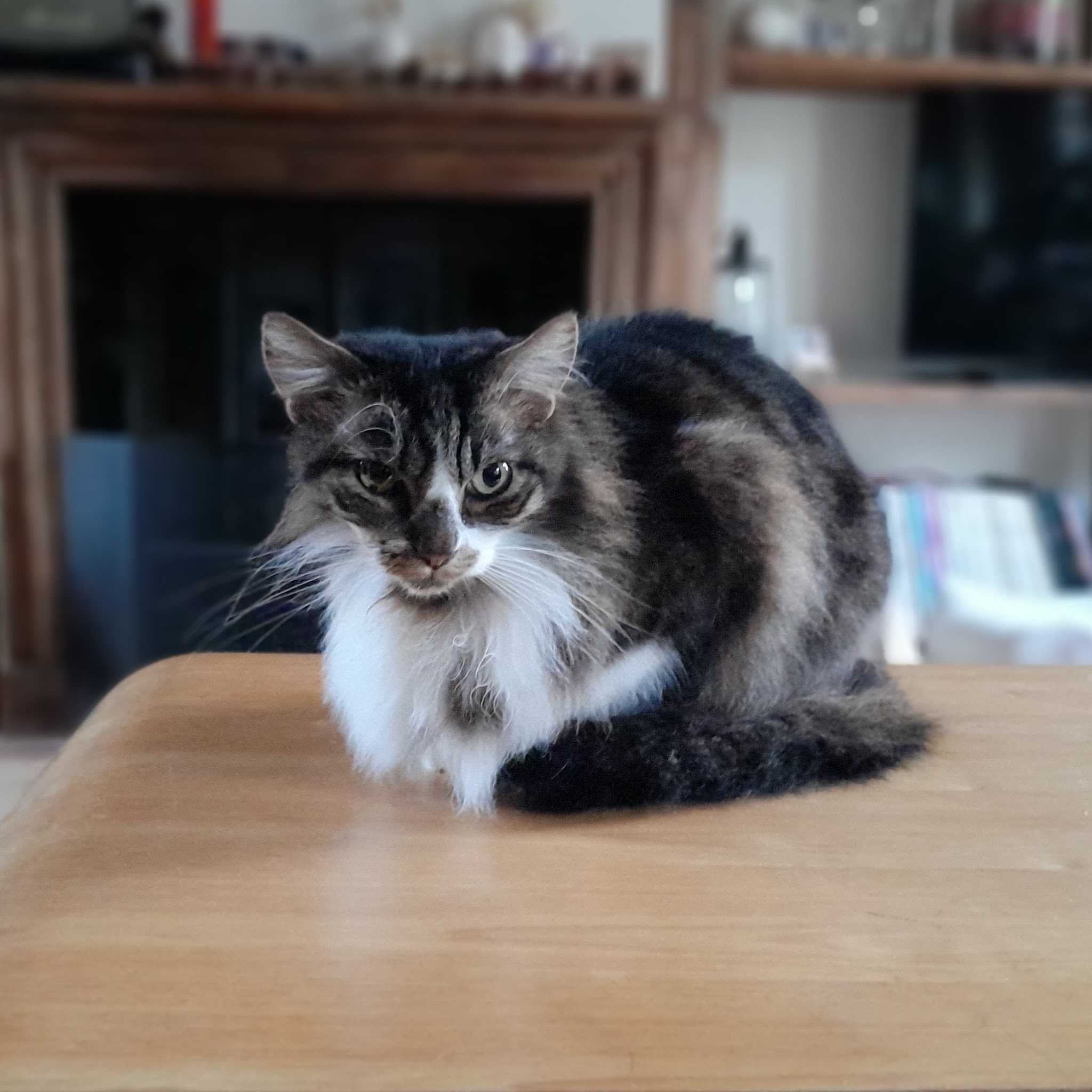 Services Animalins — photo