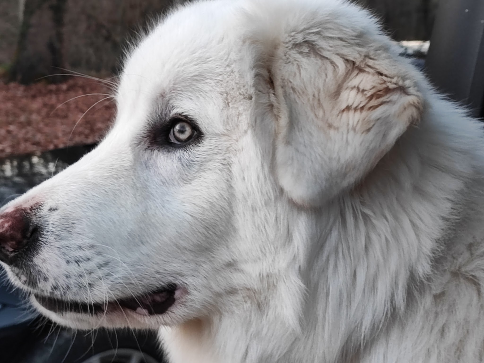Centre Canin Moulie — photo
