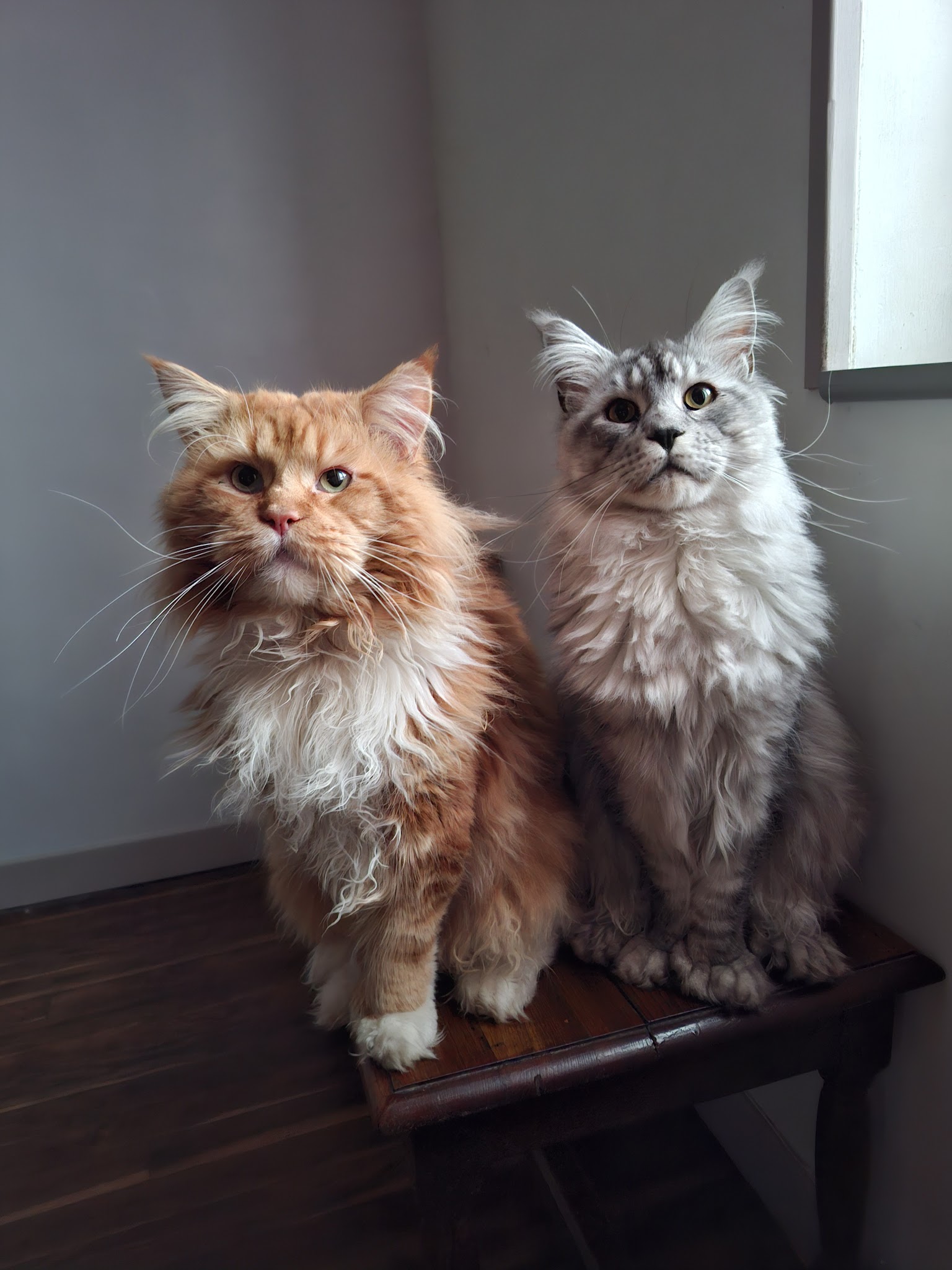 Trefle des Pattounes — photo