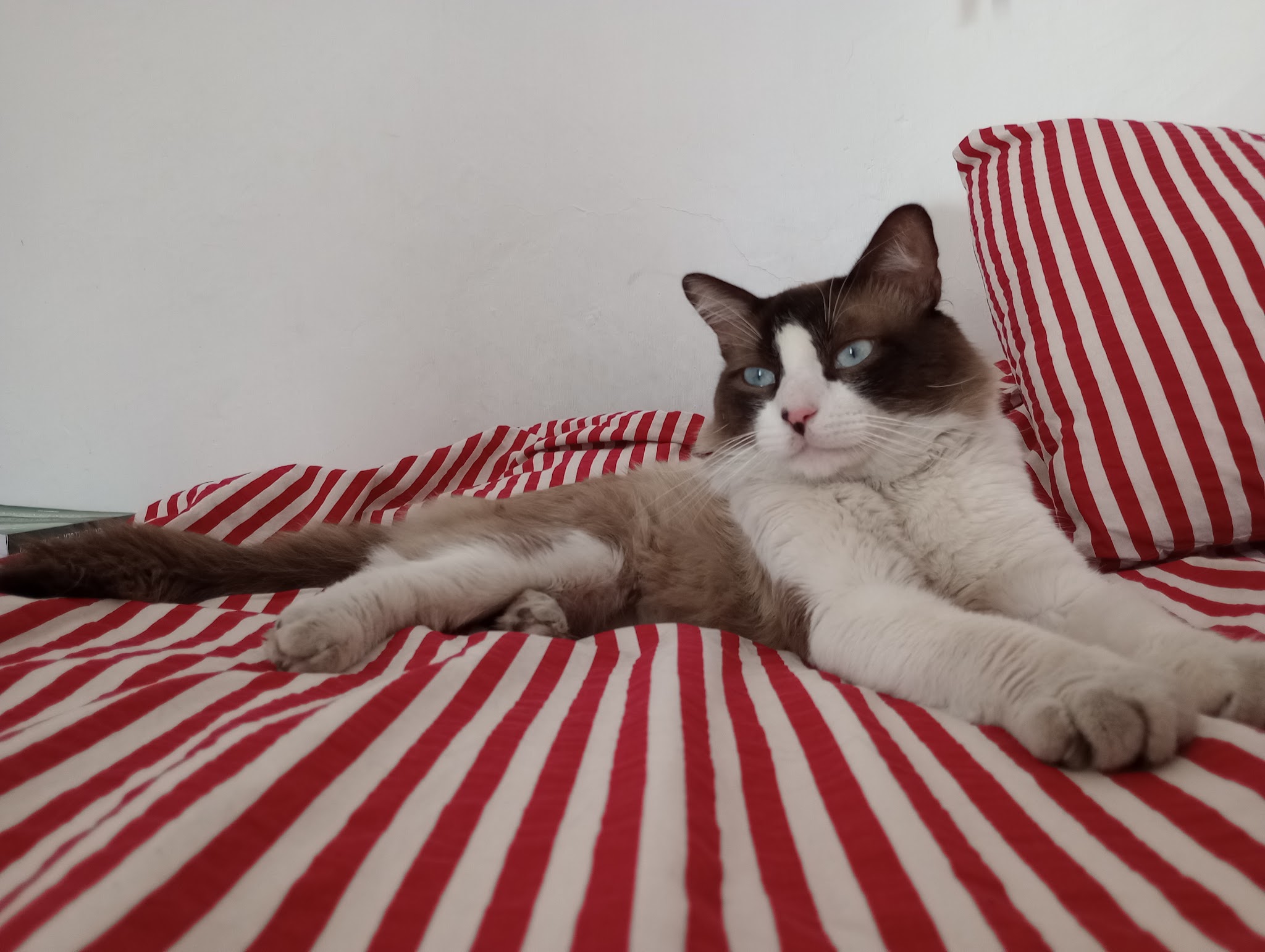 Animo'cosy — photo