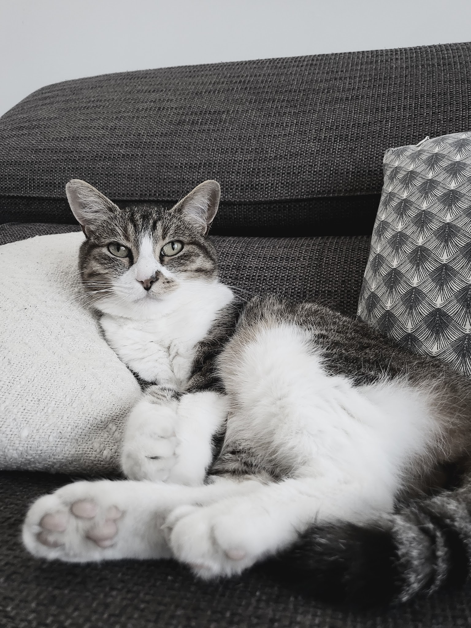 Animo'cosy — photo