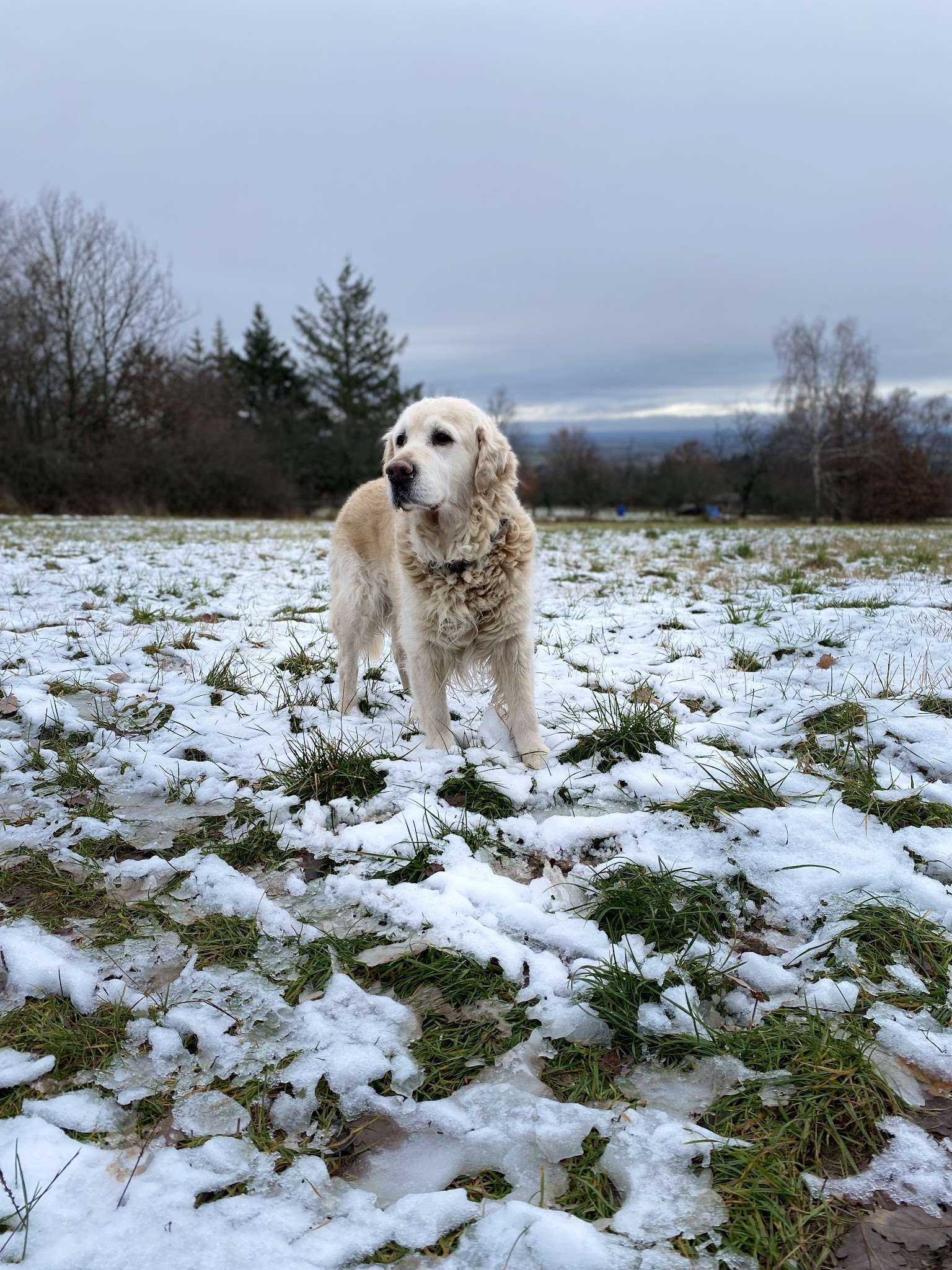 Animo'cosy — photo