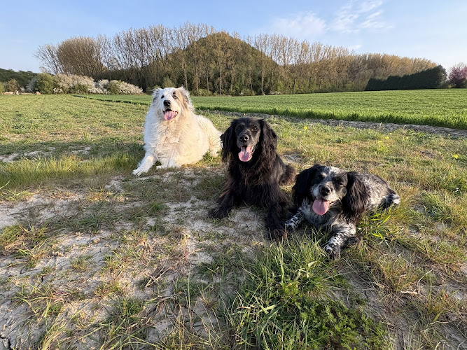Les 4 pattes à Finette