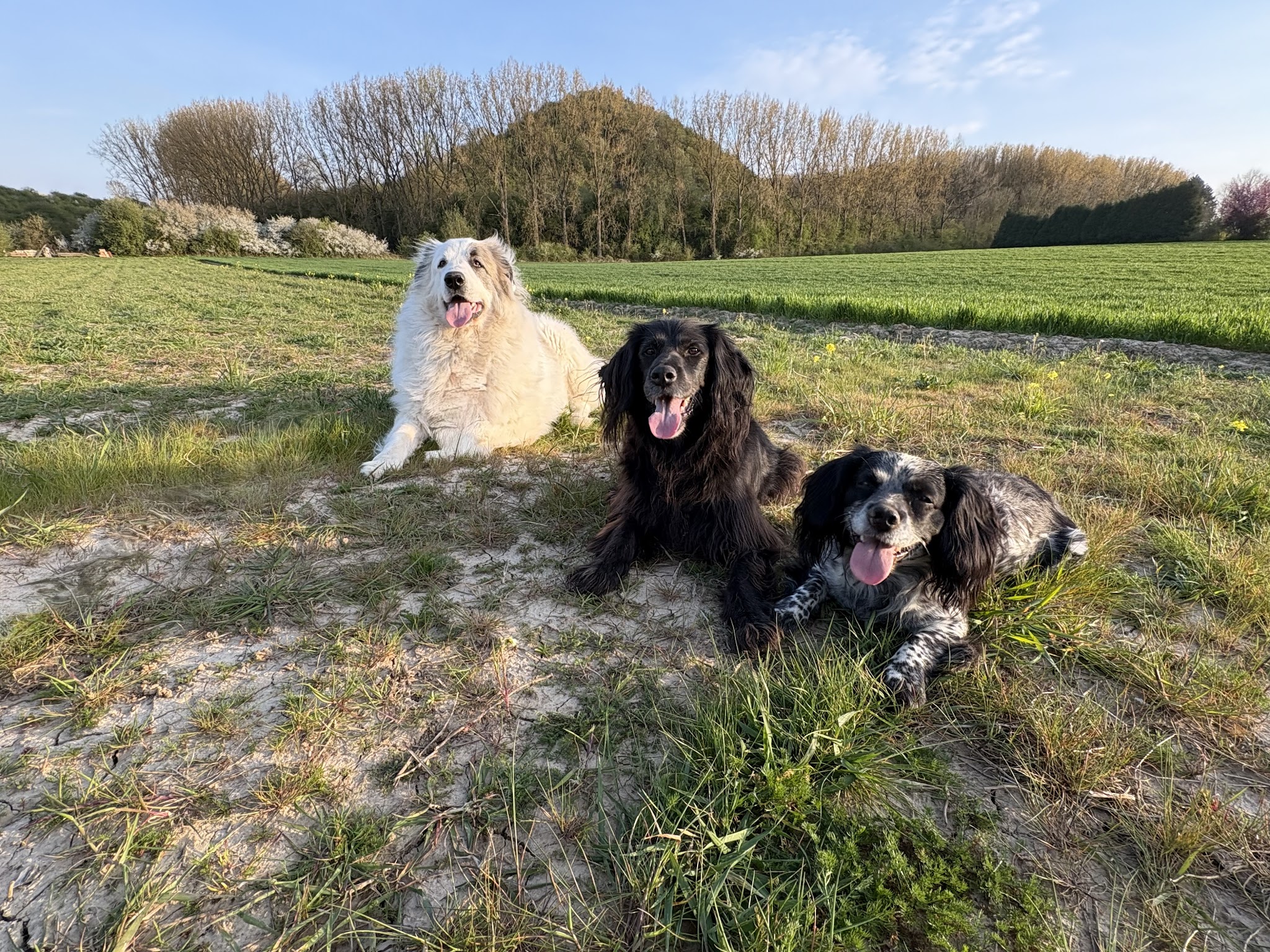 Les 4 pattes à Finette — photo