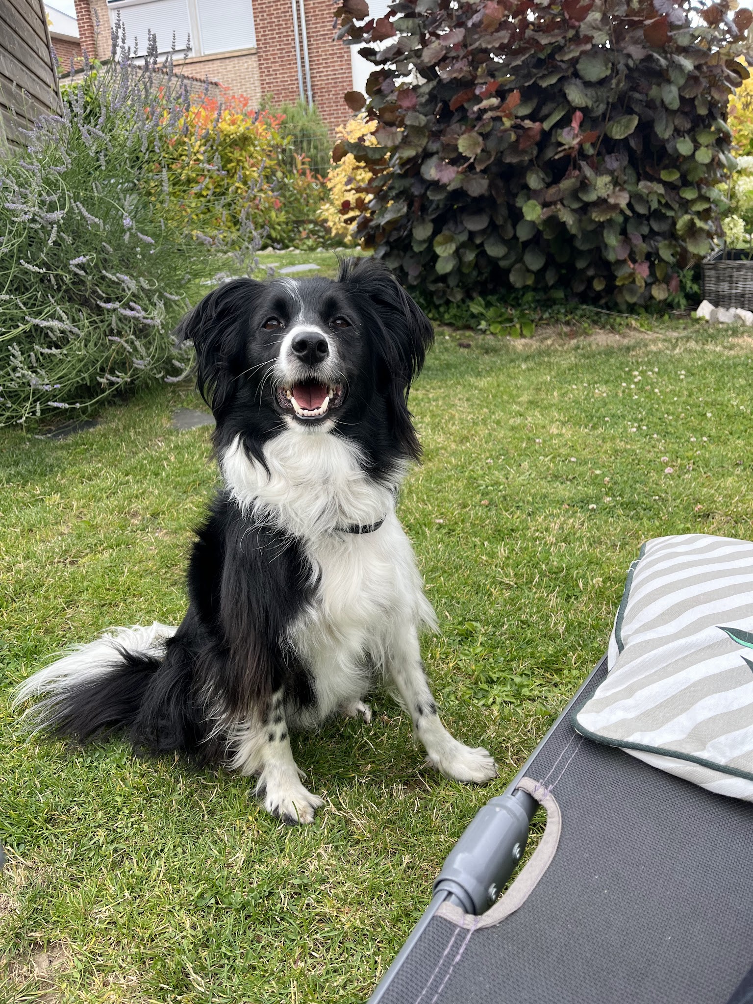 Les 4 pattes à Finette — photo