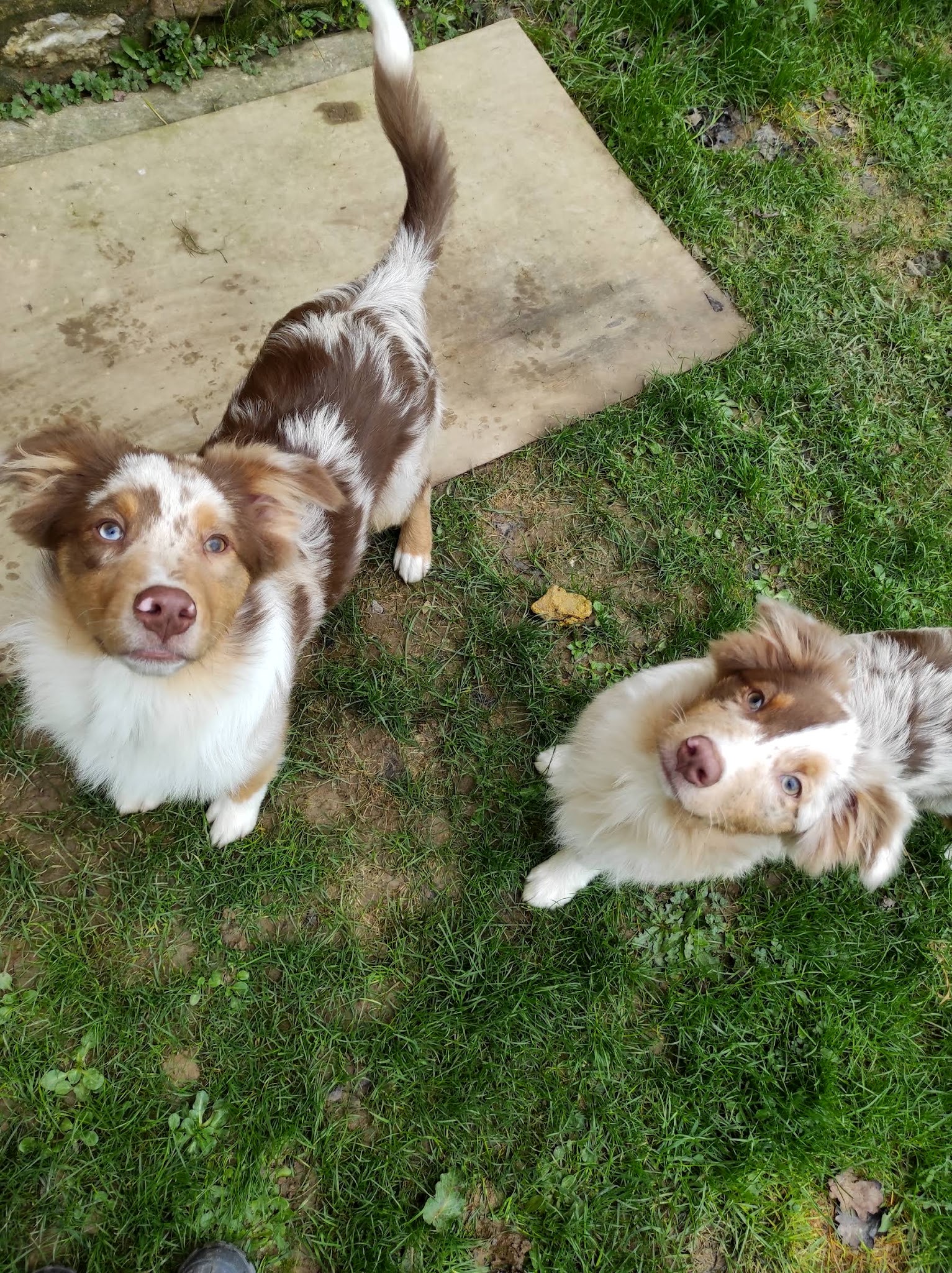 Fluffy's — photo