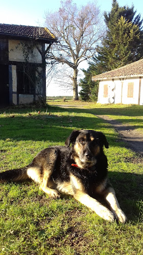 ISABELLE - Tous services animaux