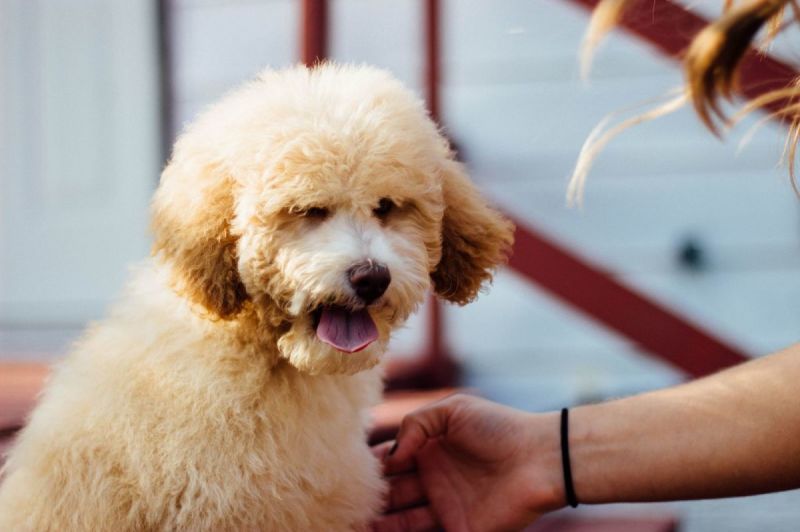 ISABELLE - Tous services animaux — photo