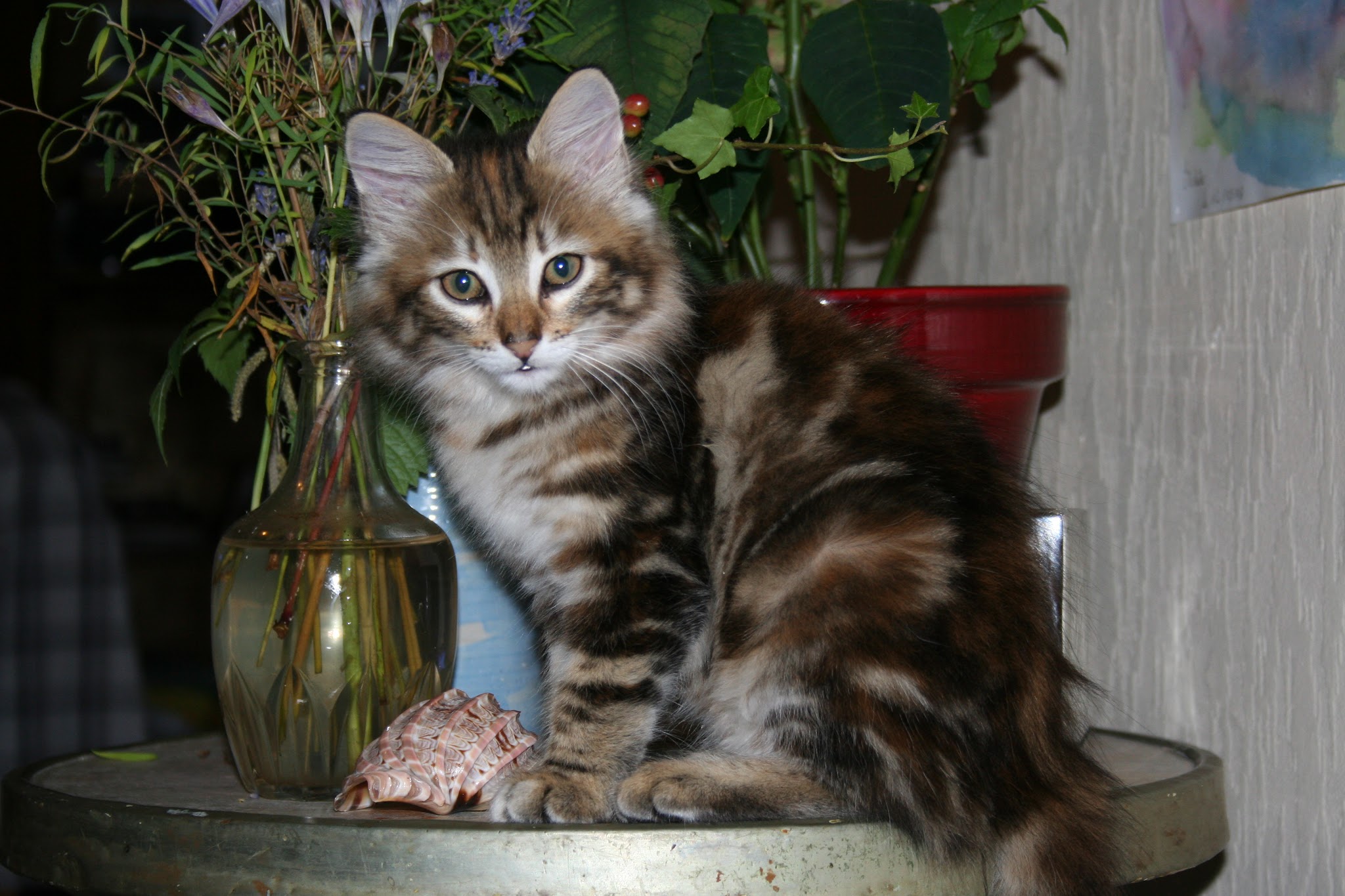 ISABELLE - Tous services animaux — photo