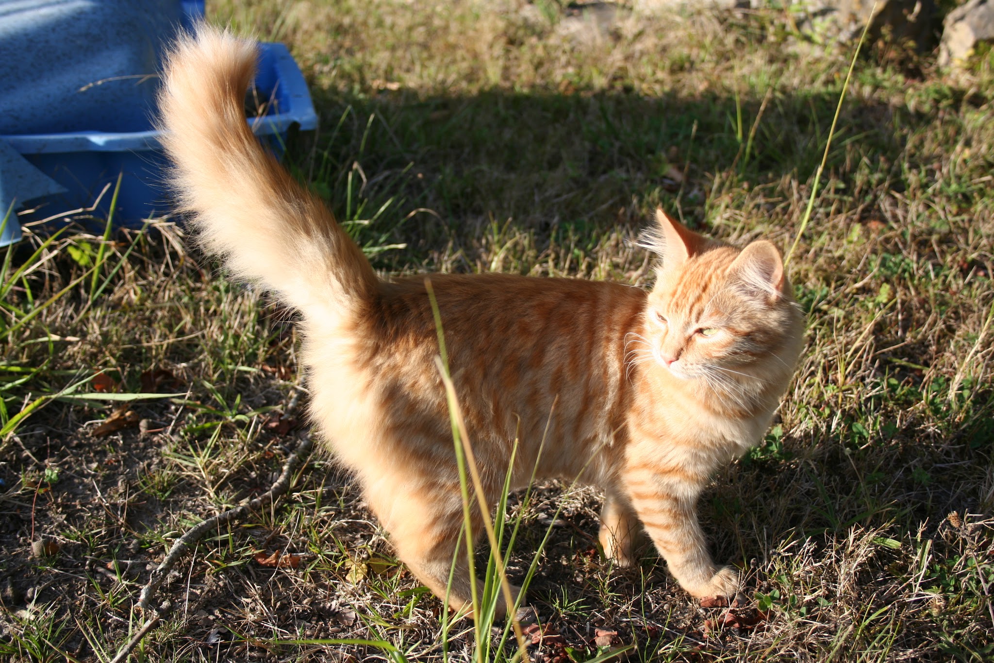ISABELLE - Tous services animaux — photo