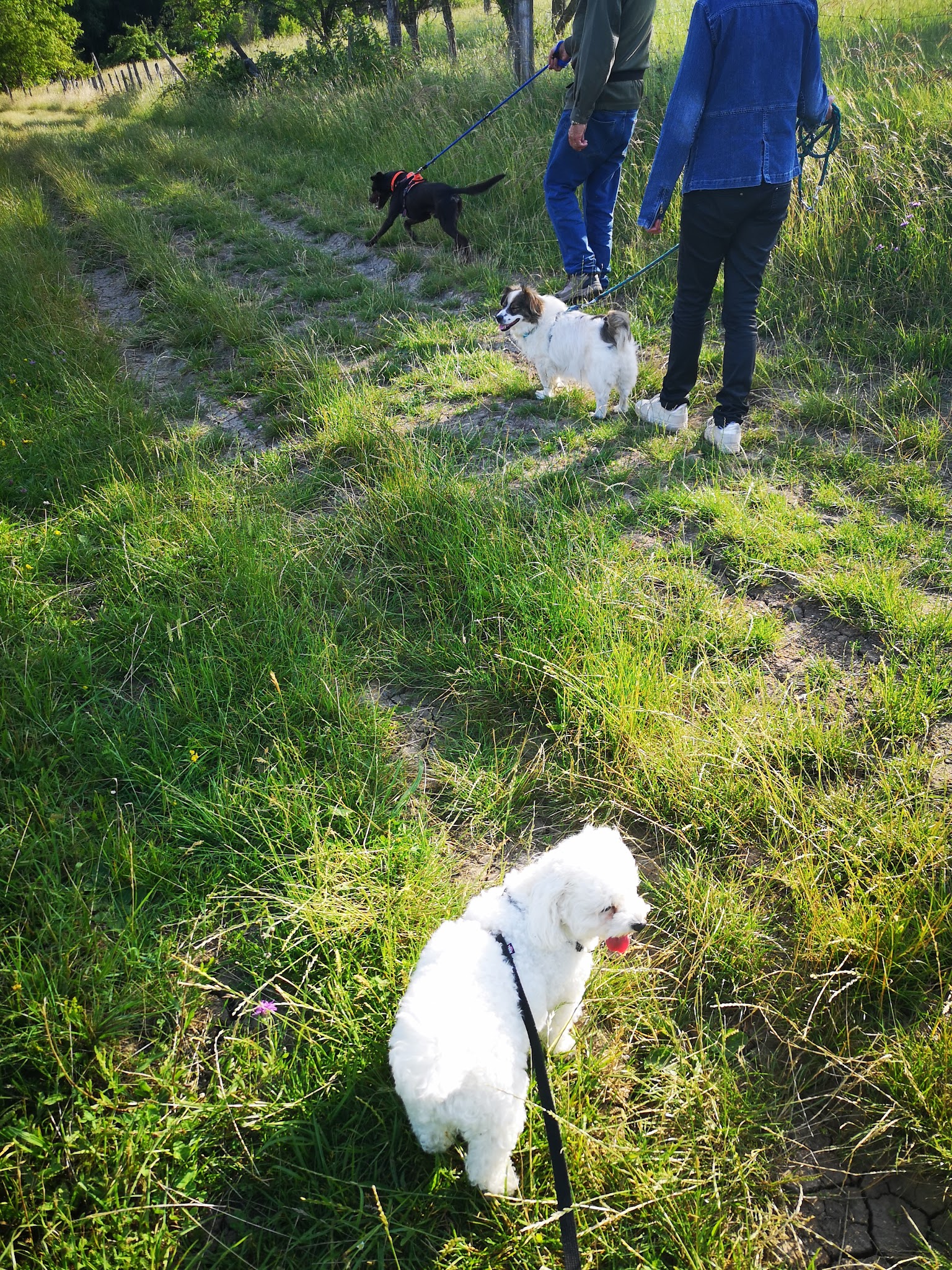 Les pattes et vous