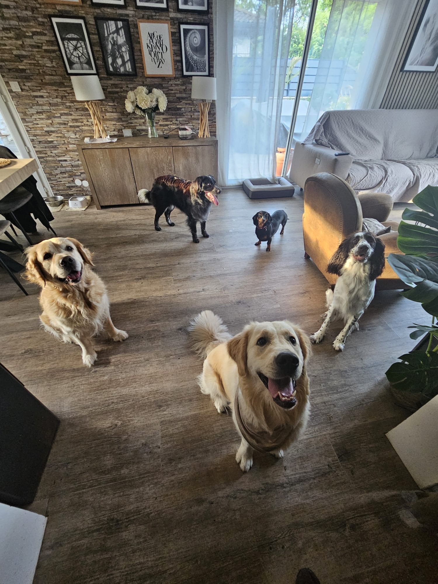 Animaux services 74 — photo