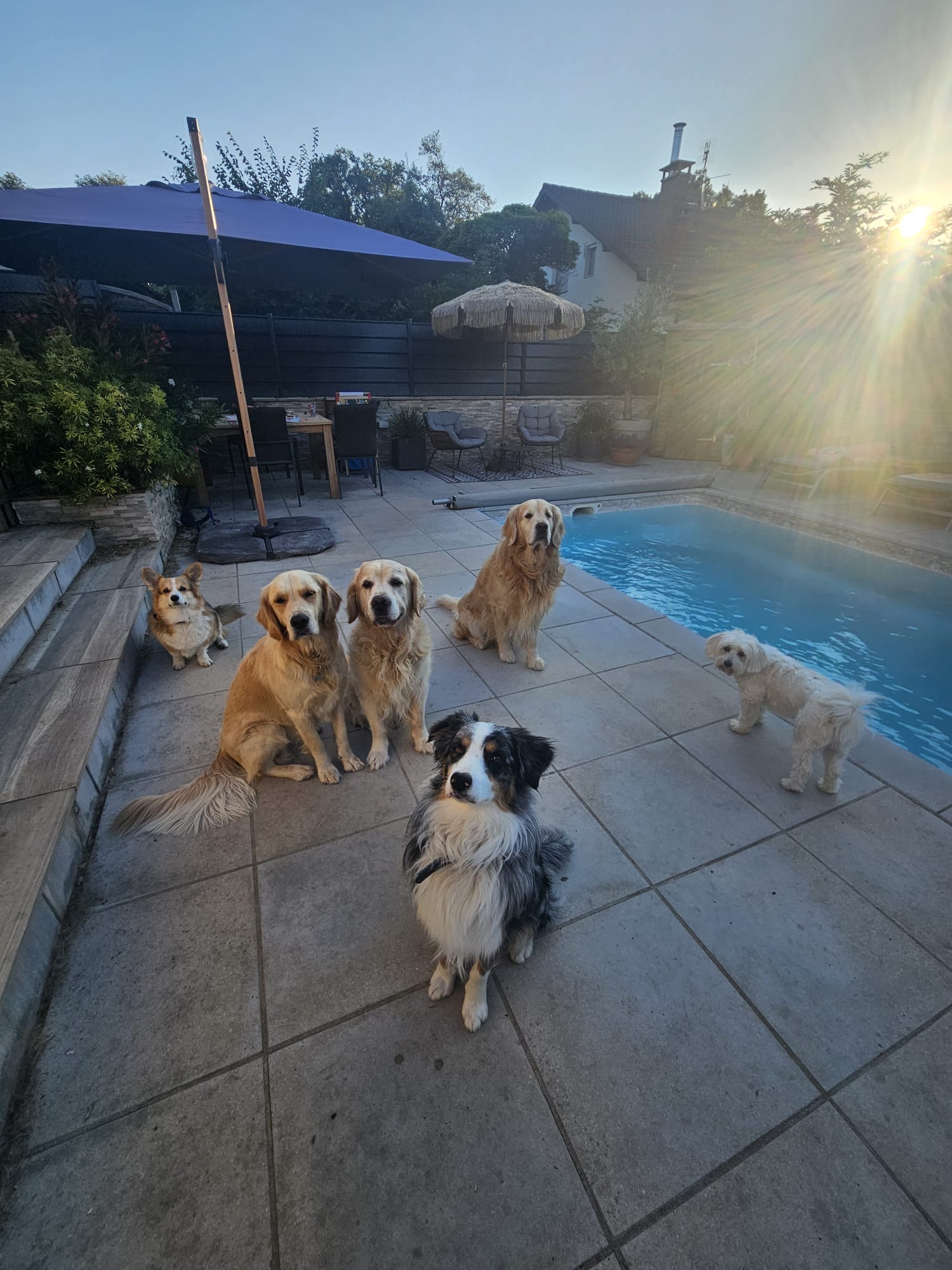 Animaux services 74 — photo