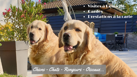 Animaux services 74 — photo