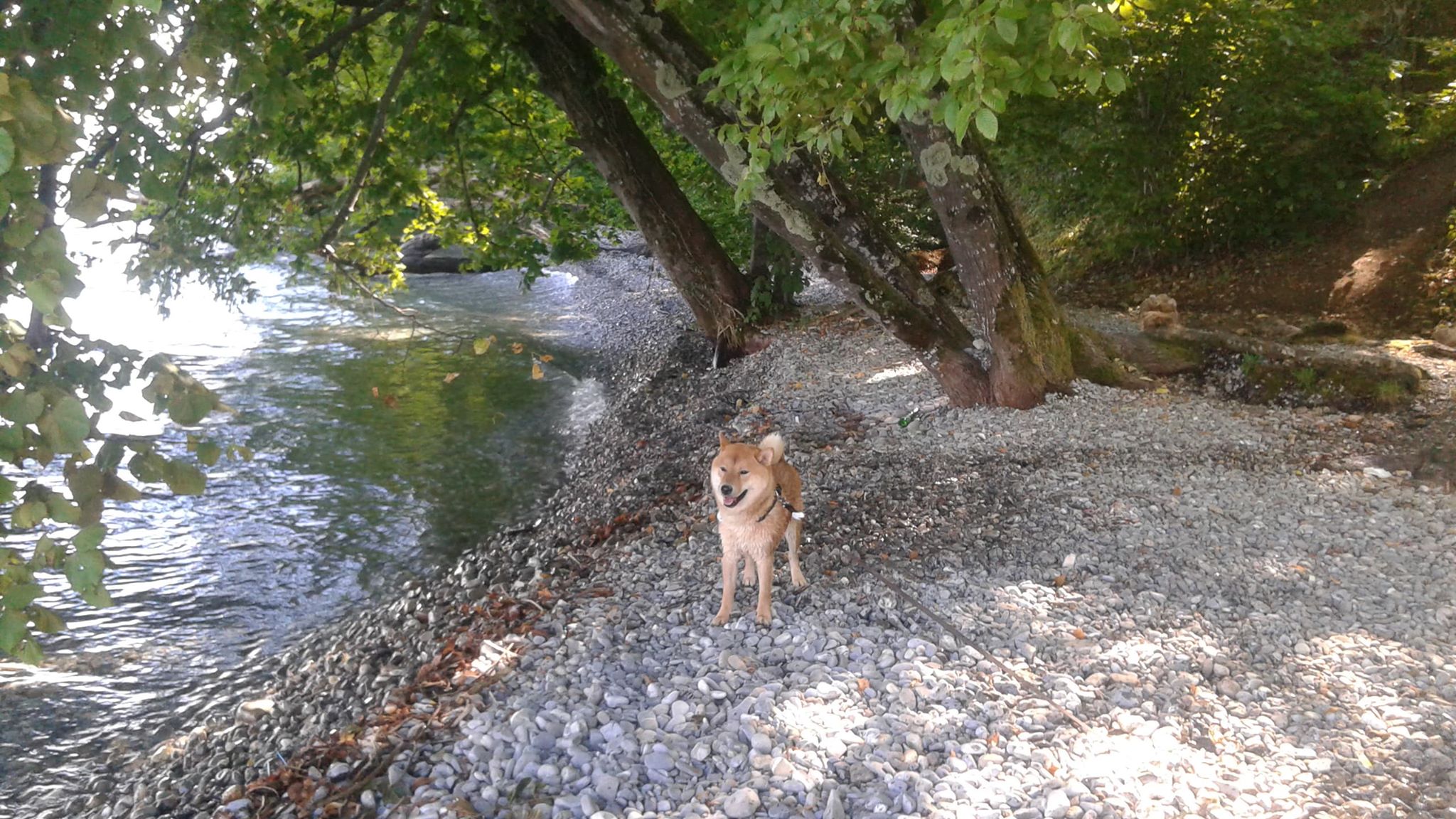 Animaux services 74 — photo