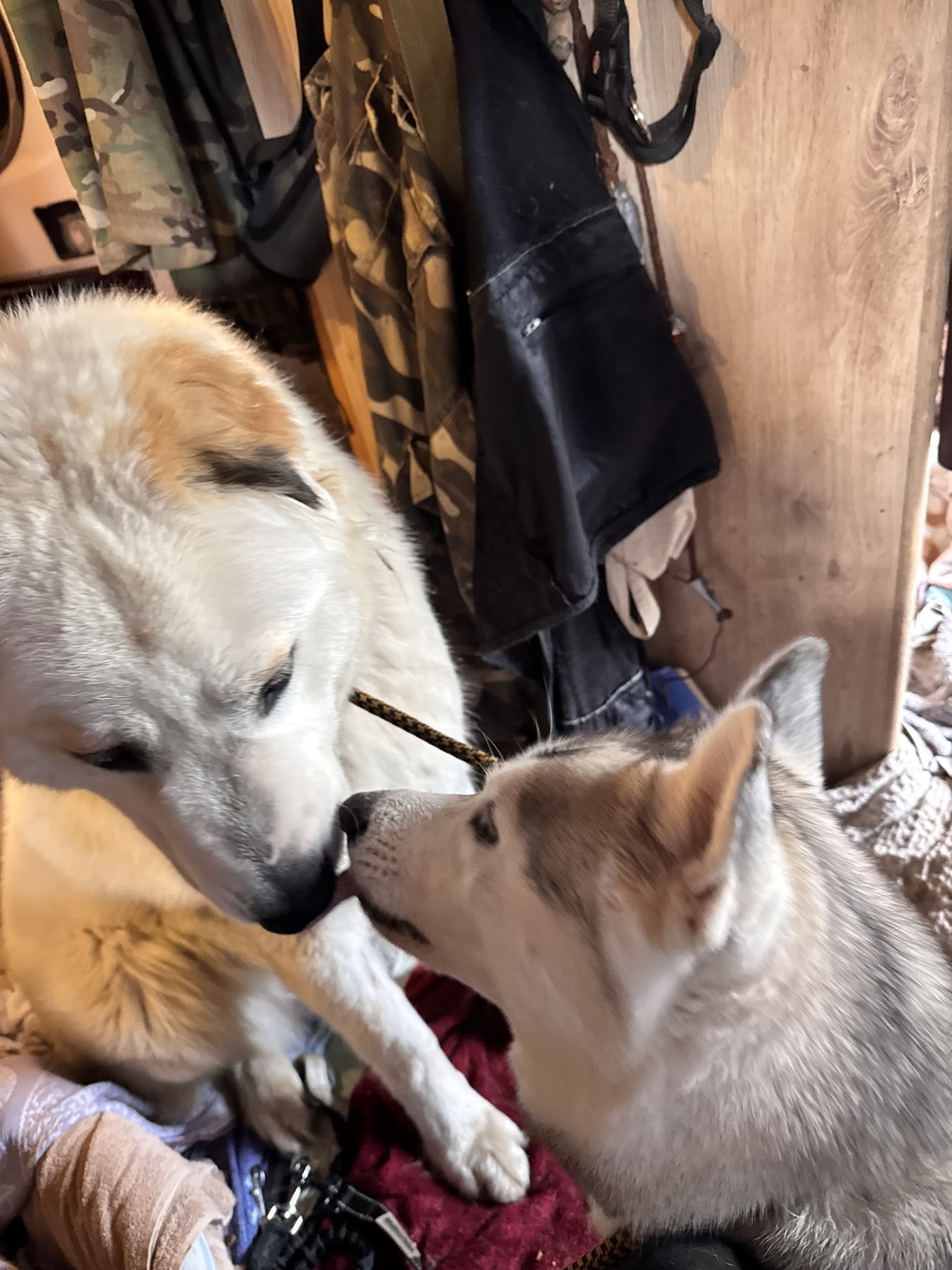 Le Loup Blanc — photo