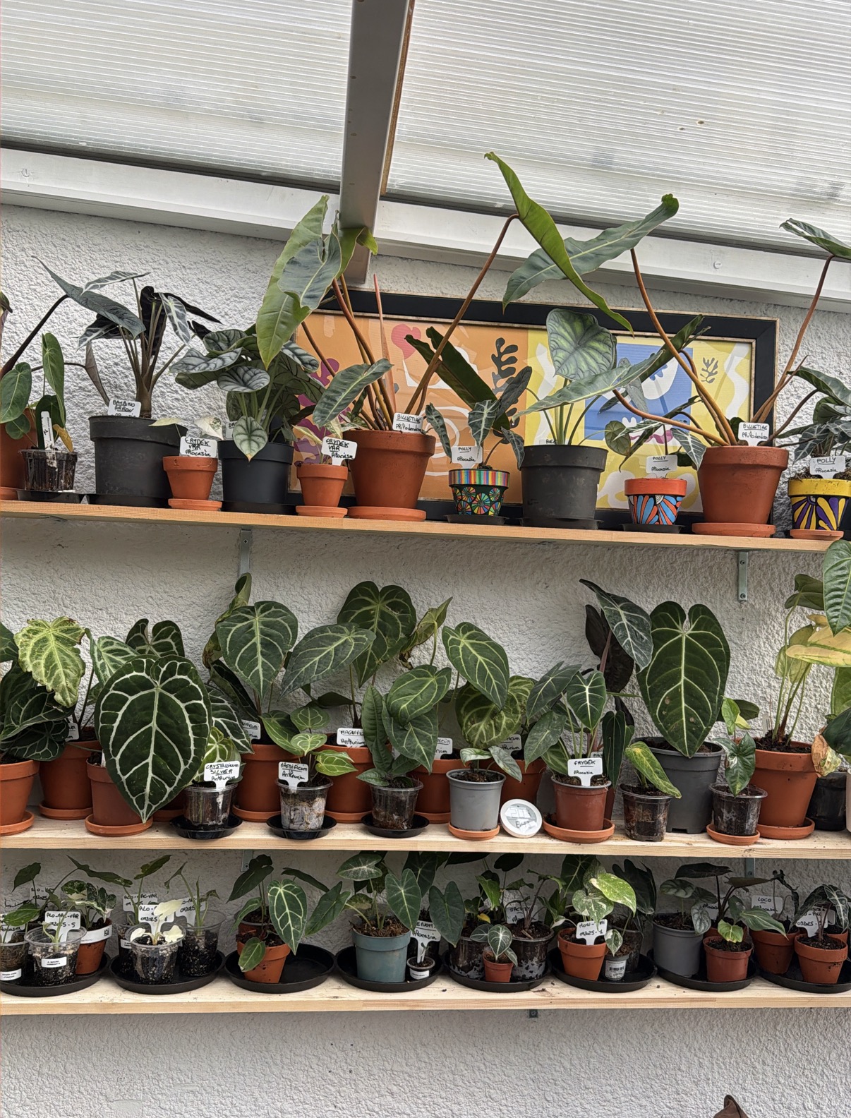 Tibaldo JUNGLE — photo