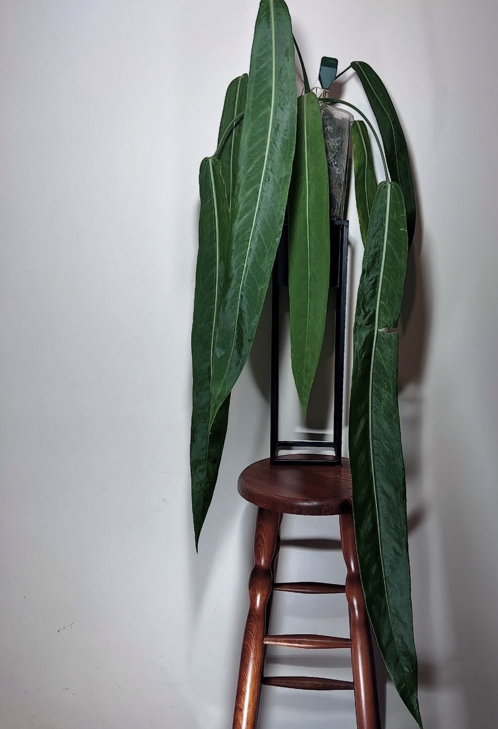 Tibaldo JUNGLE — photo