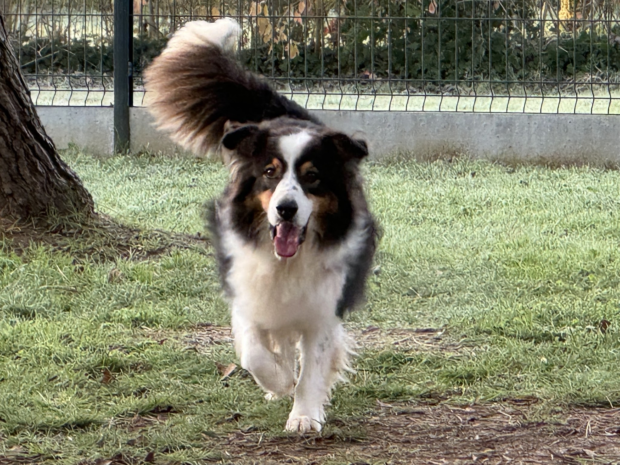 Domaine de sweety blue Éleveur Am’staff et Main coon — photo
