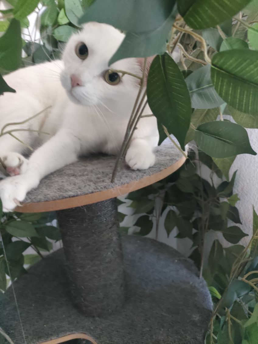 Les gardiens des quatre pattes — photo