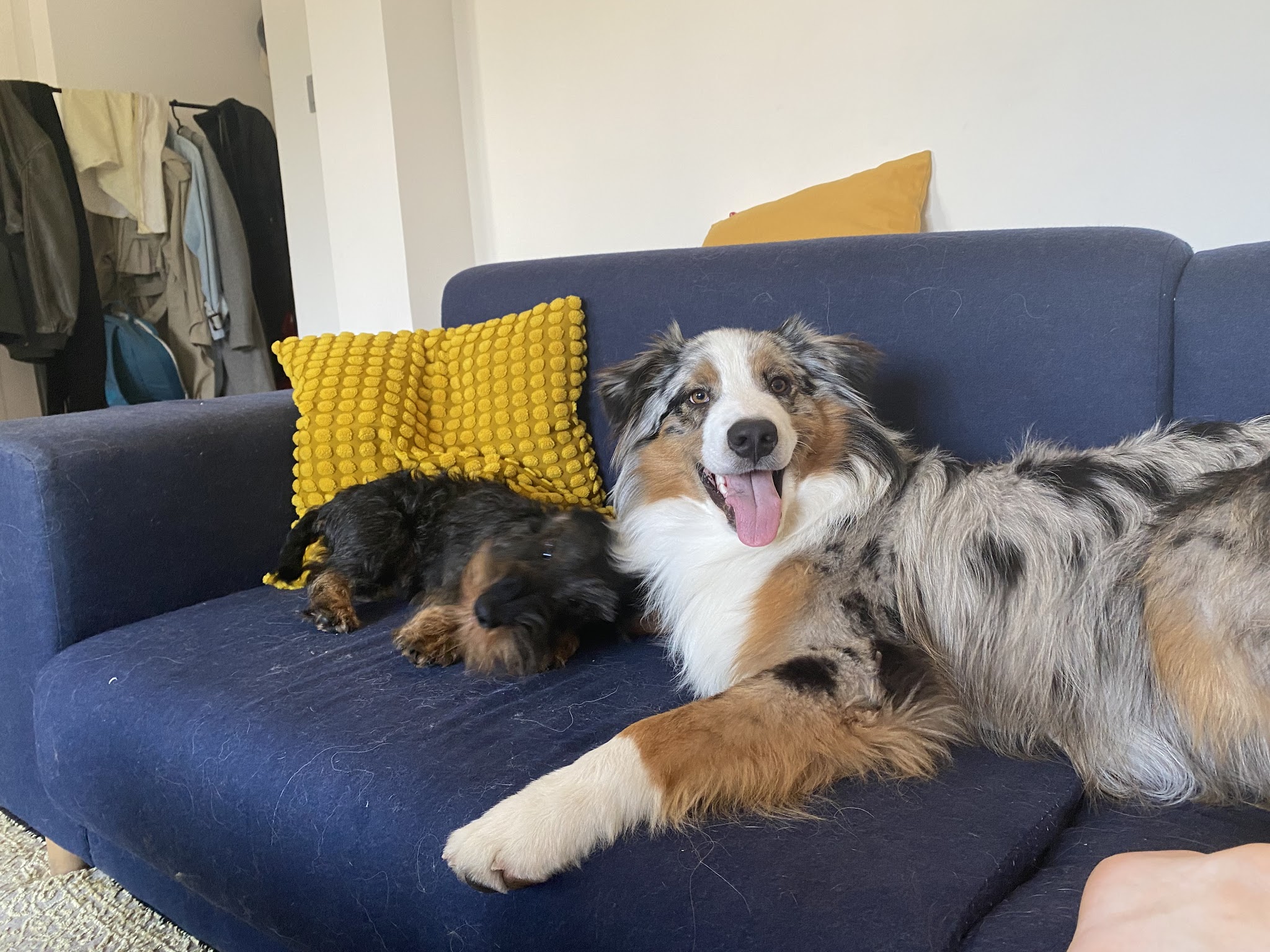 Chloe's Pet Sisters — photo