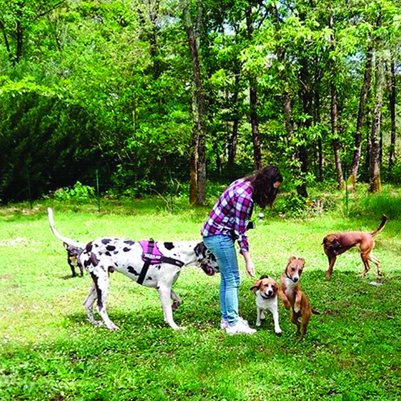 Gaya Animalia