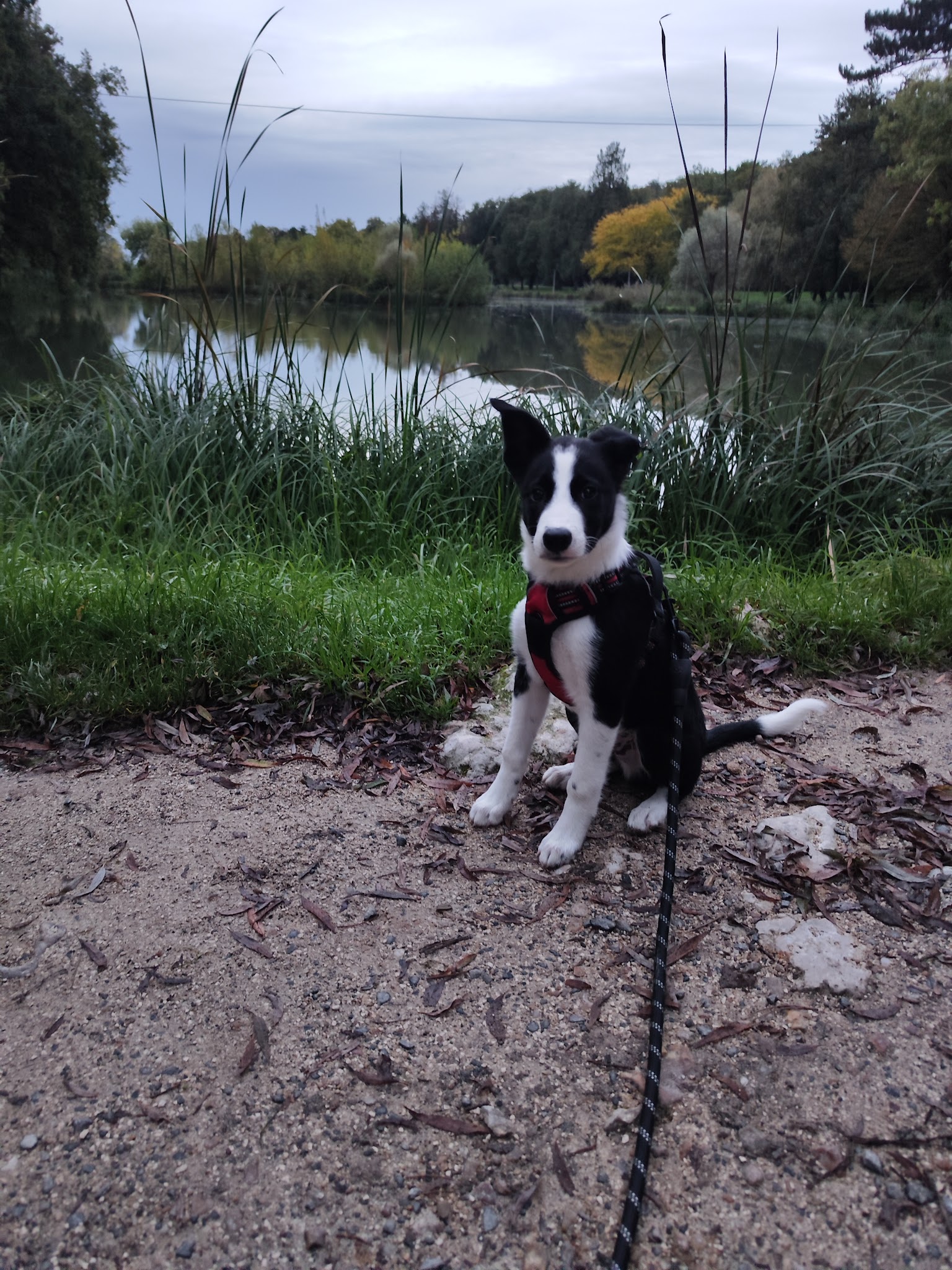 Pole Canin — photo