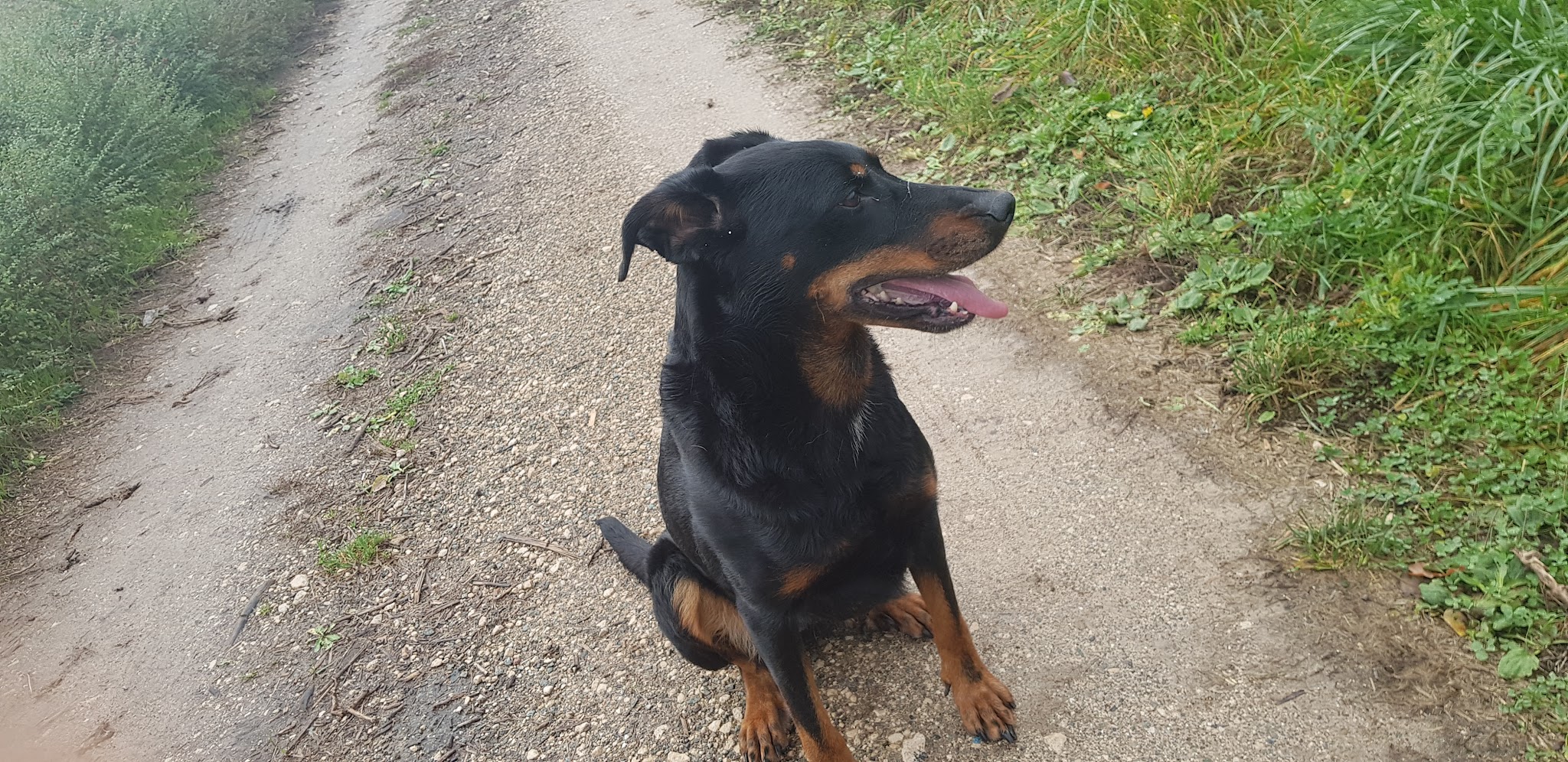 É-du-chien — photo