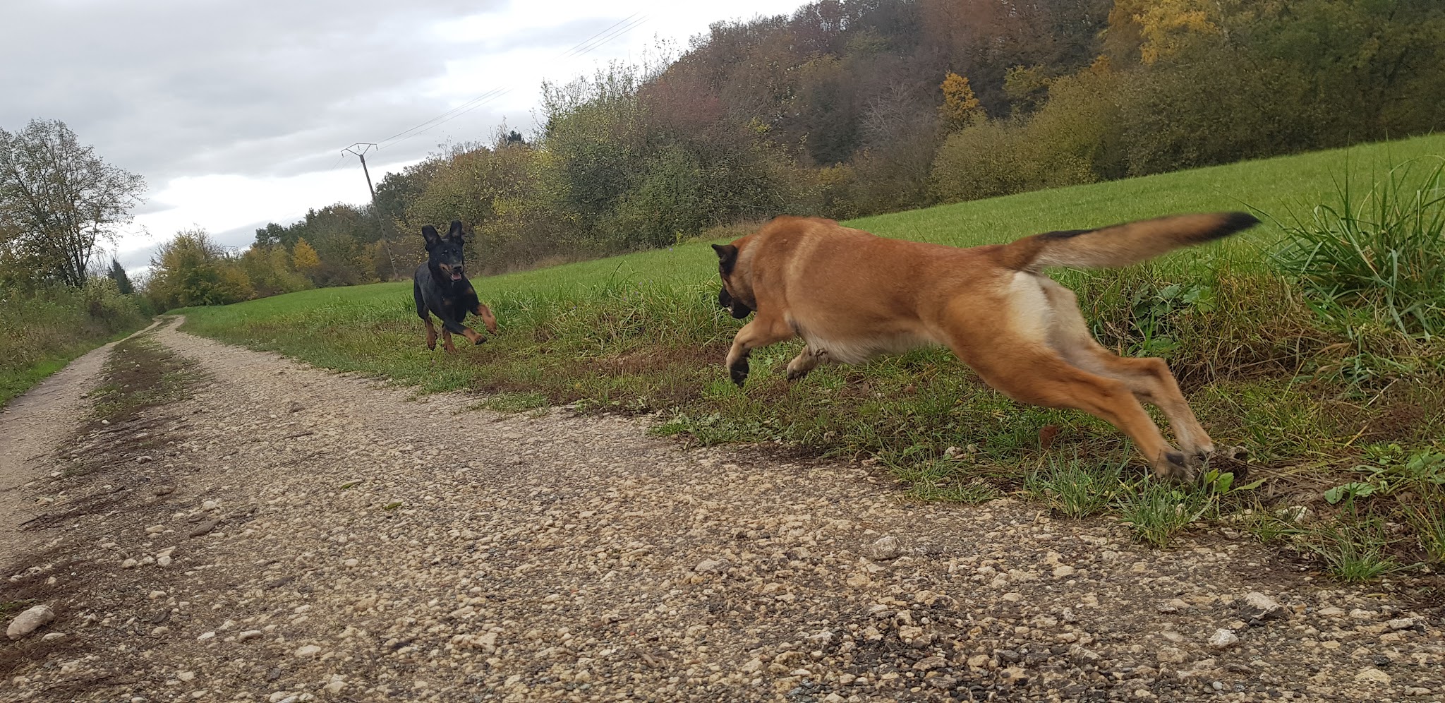 É-du-chien — photo