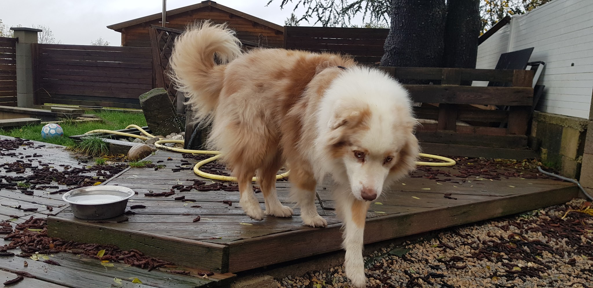 É-du-chien — photo