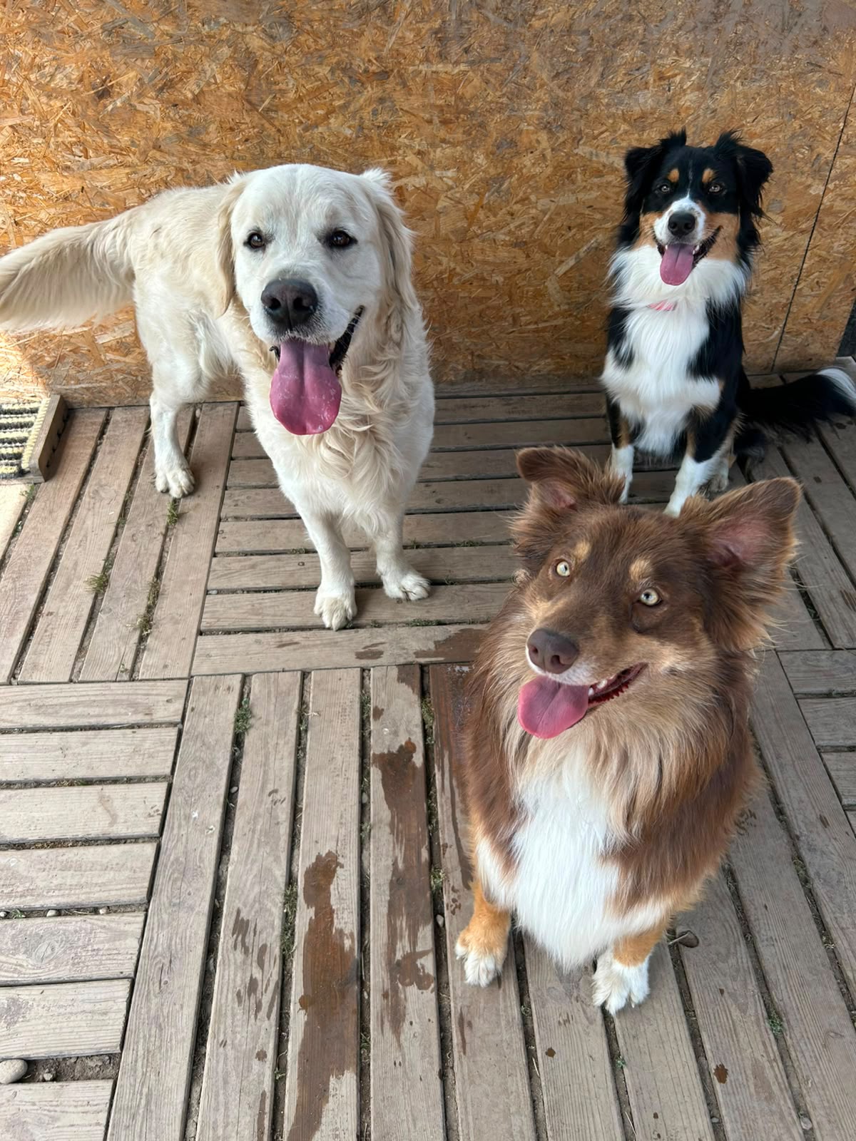 centre canin arwen lsf — photo