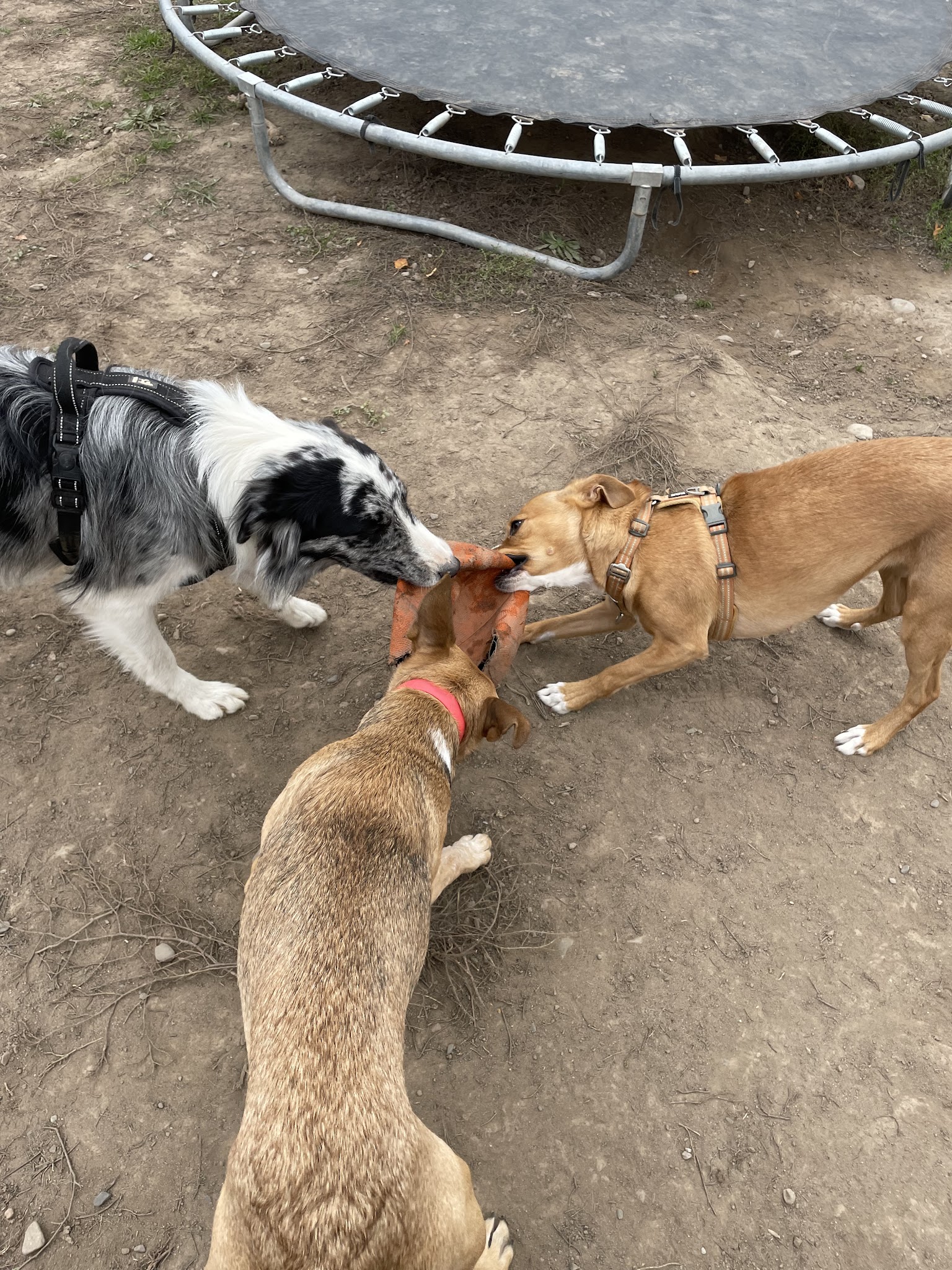 centre canin arwen lsf — photo