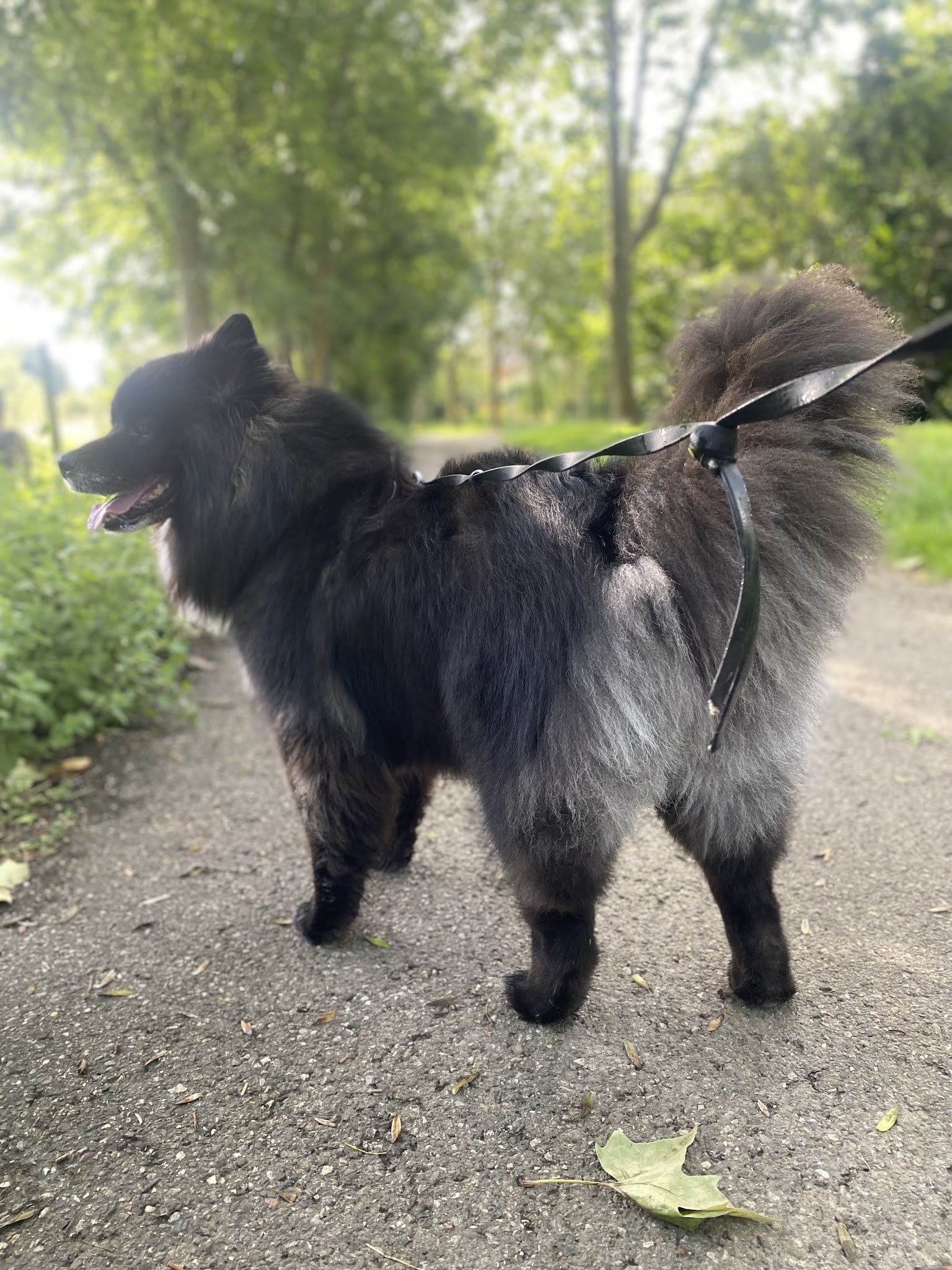centre canin arwen lsf — photo