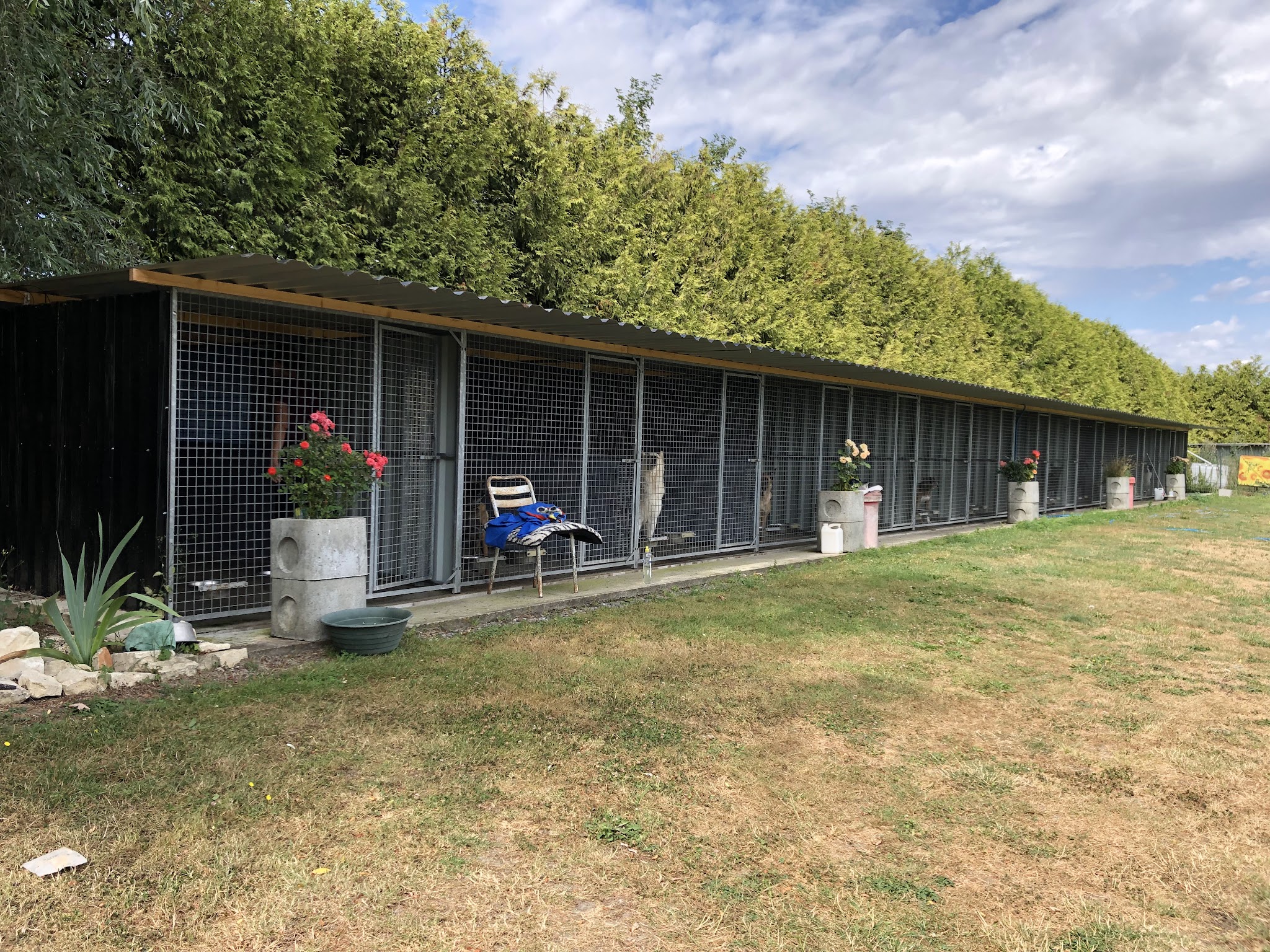 pension canine de louxor — photo