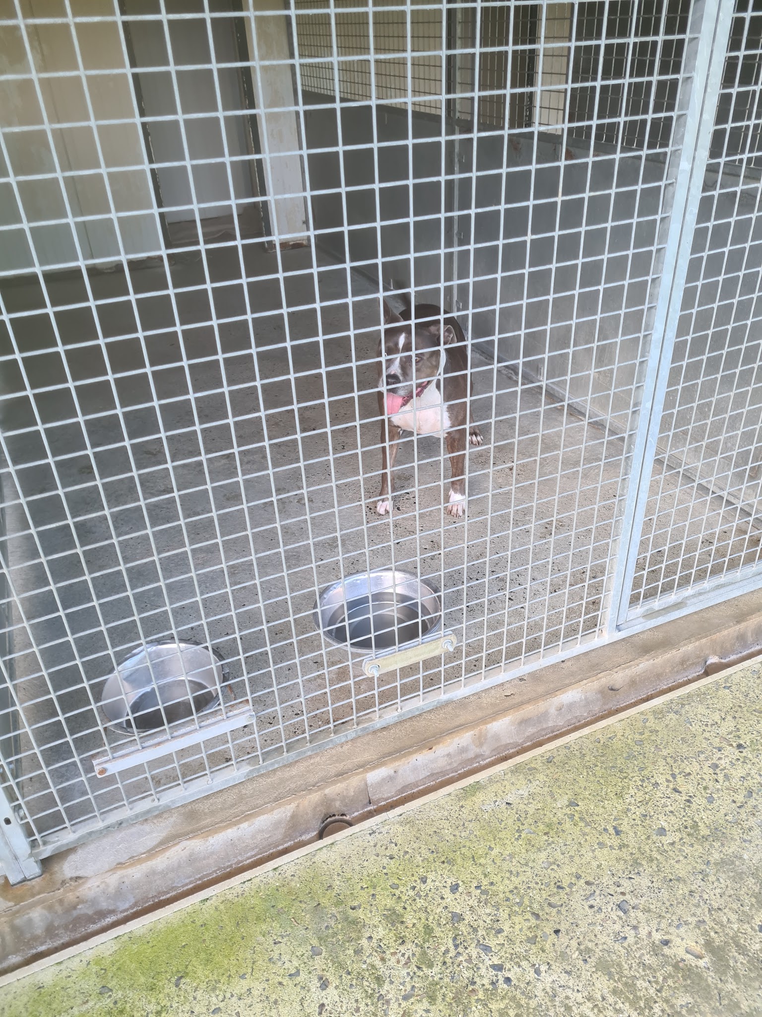 pension canine de louxor — photo